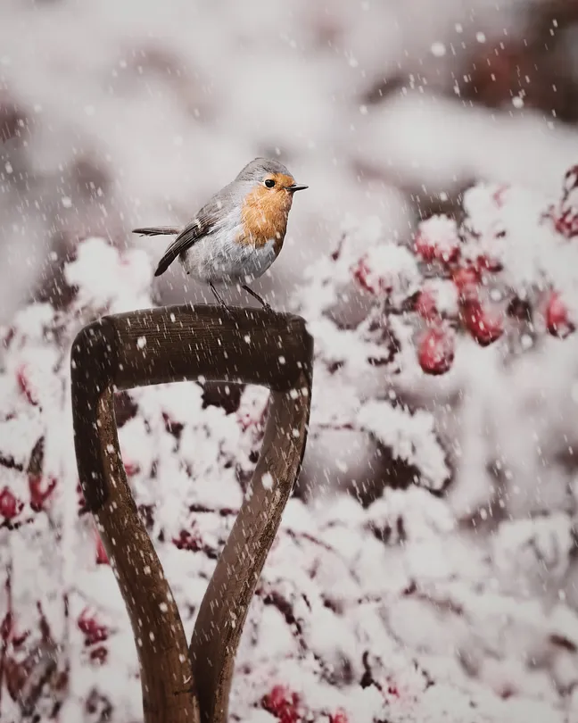 Winter Red Robin
