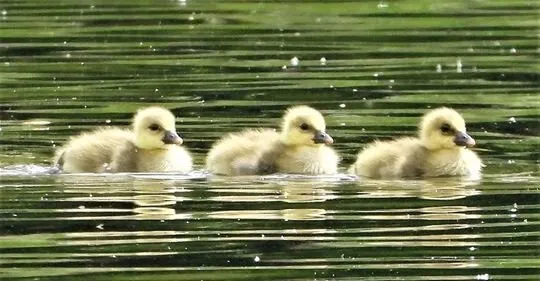 Greylag chicks 2019