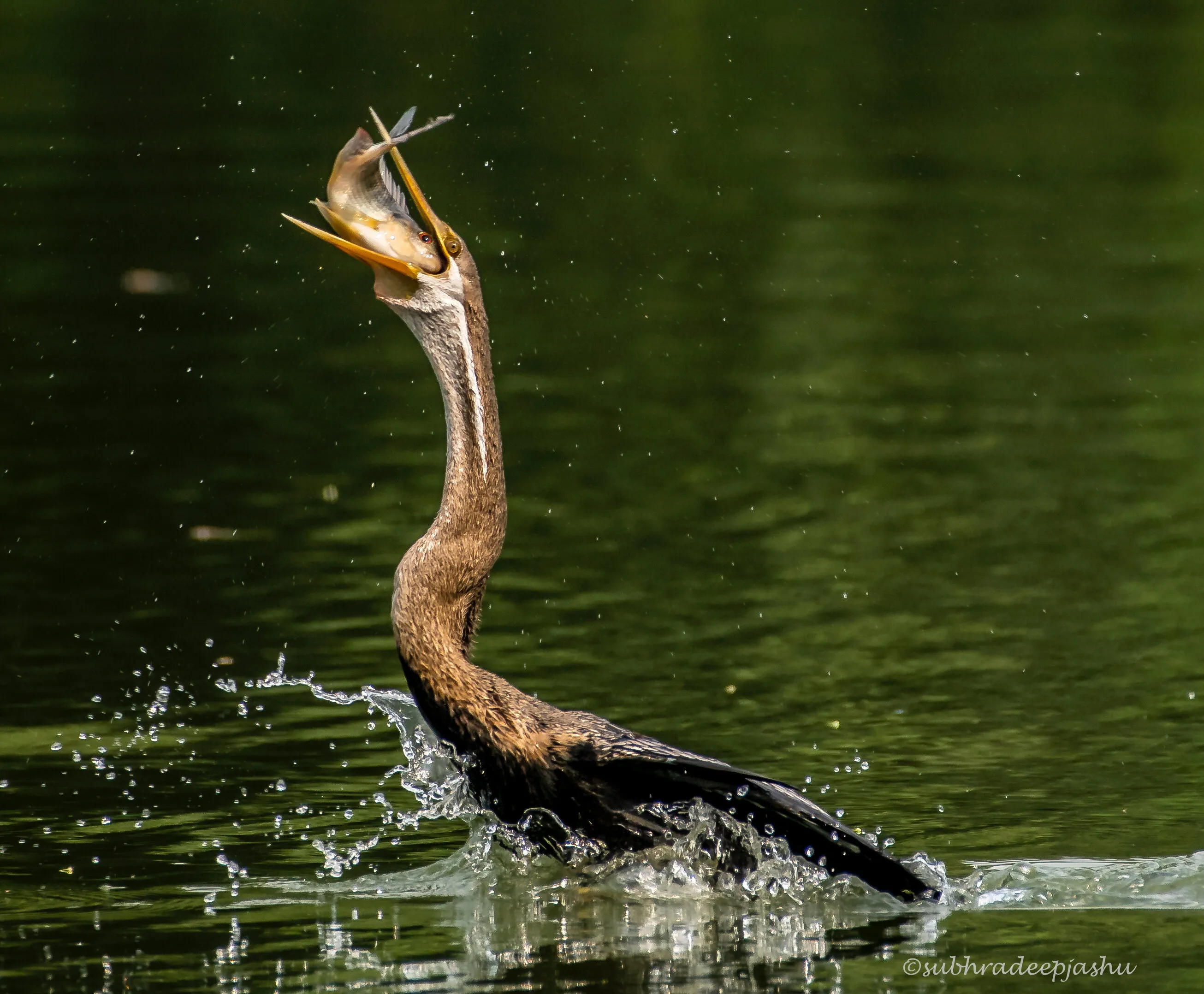 Grand Catch For Lunch