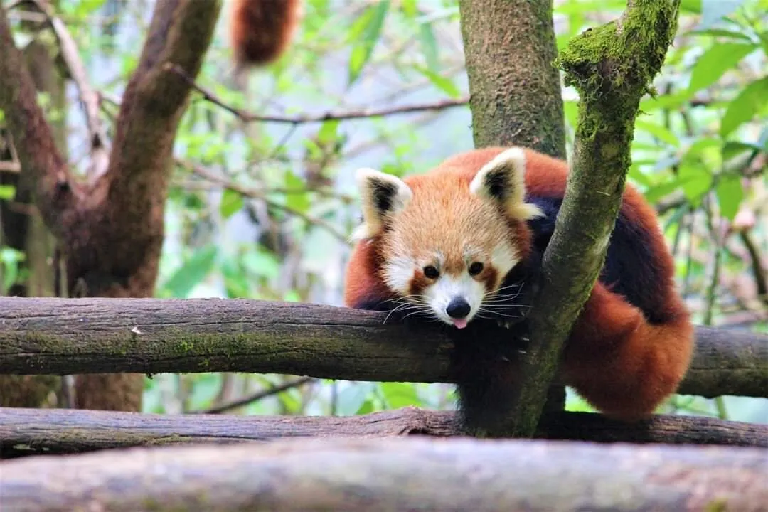 Mischievous Red Panda as if posing for the camera with his tongue out.