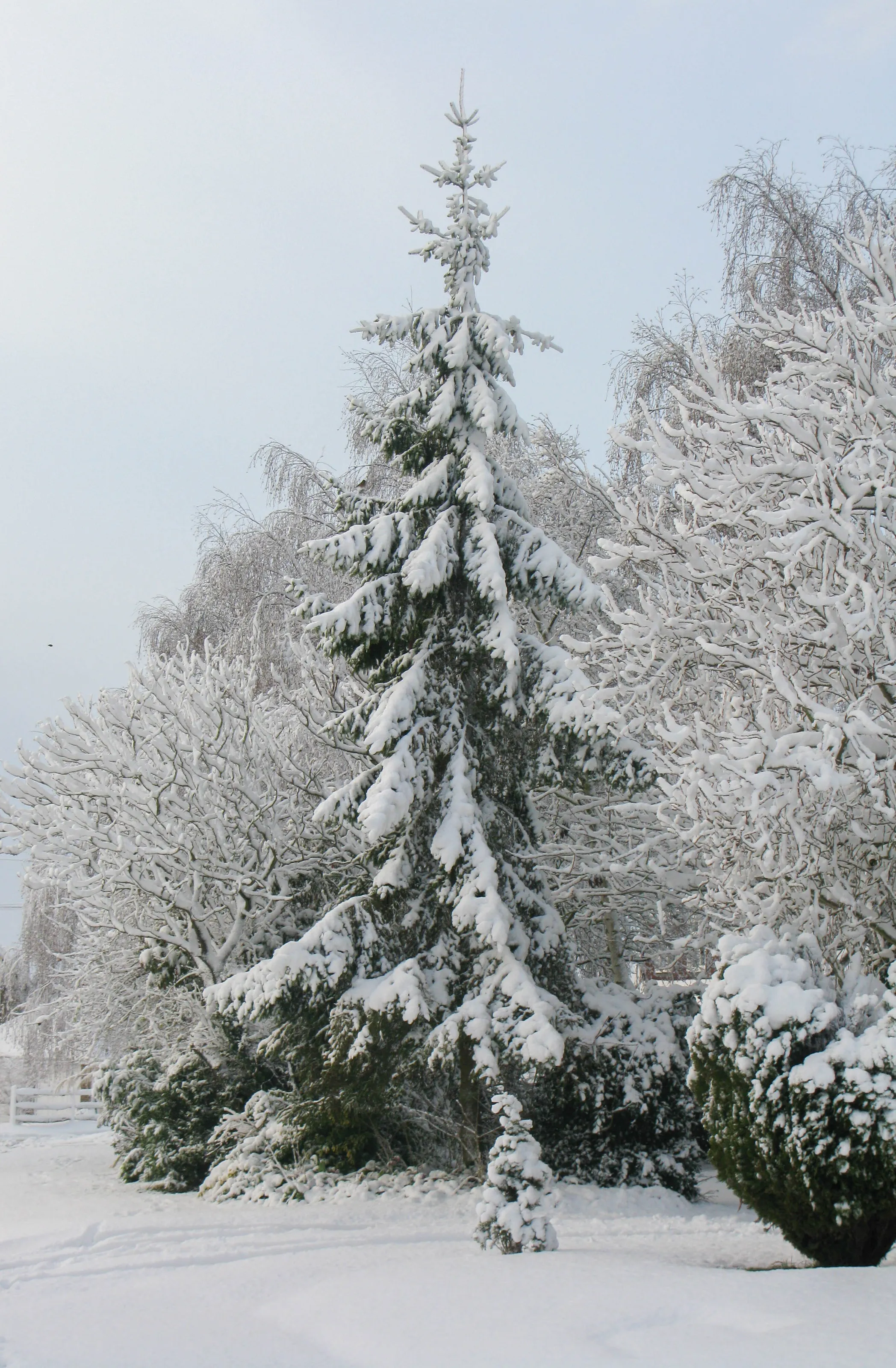 White Christmas