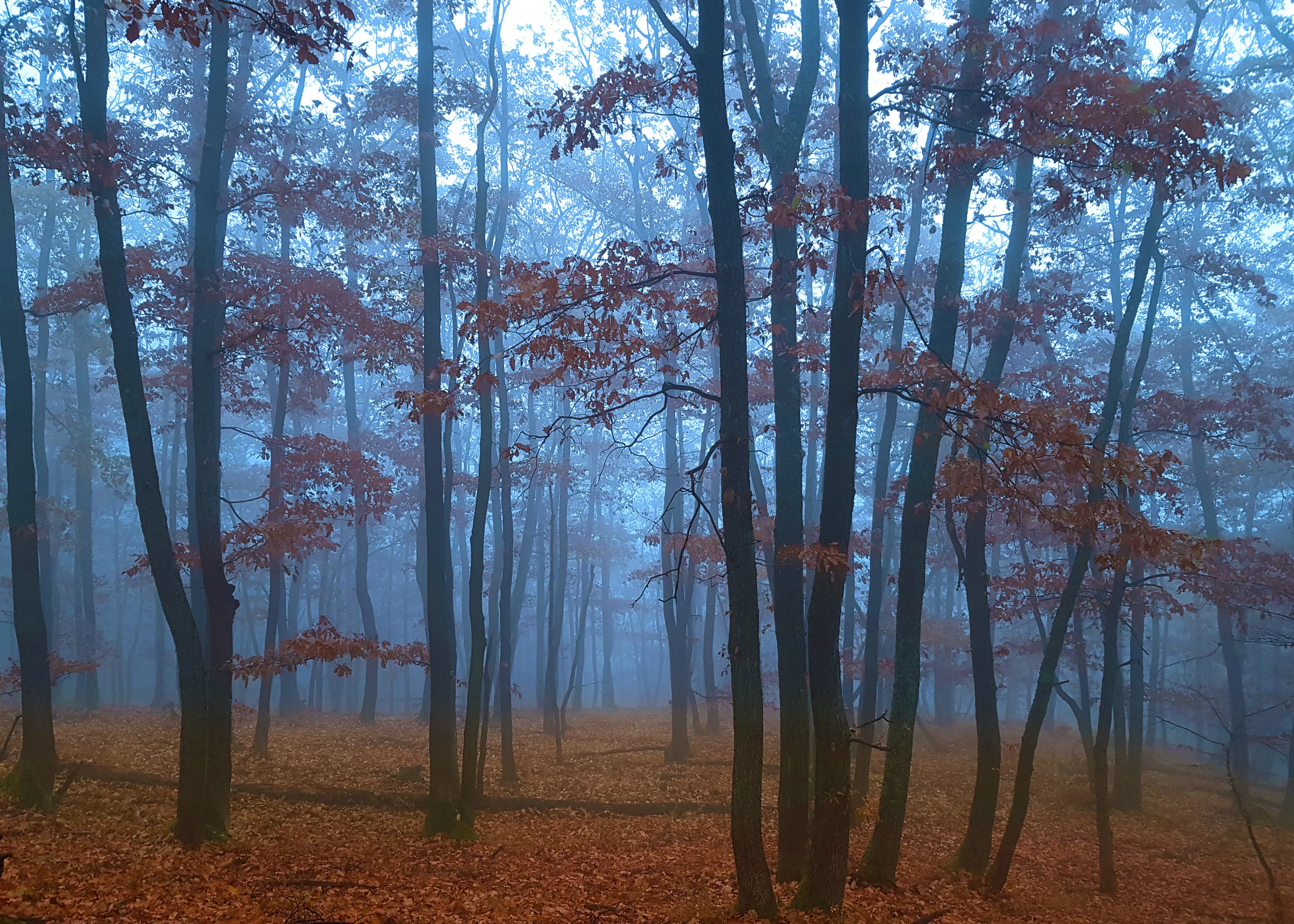 Foggy autumn forest