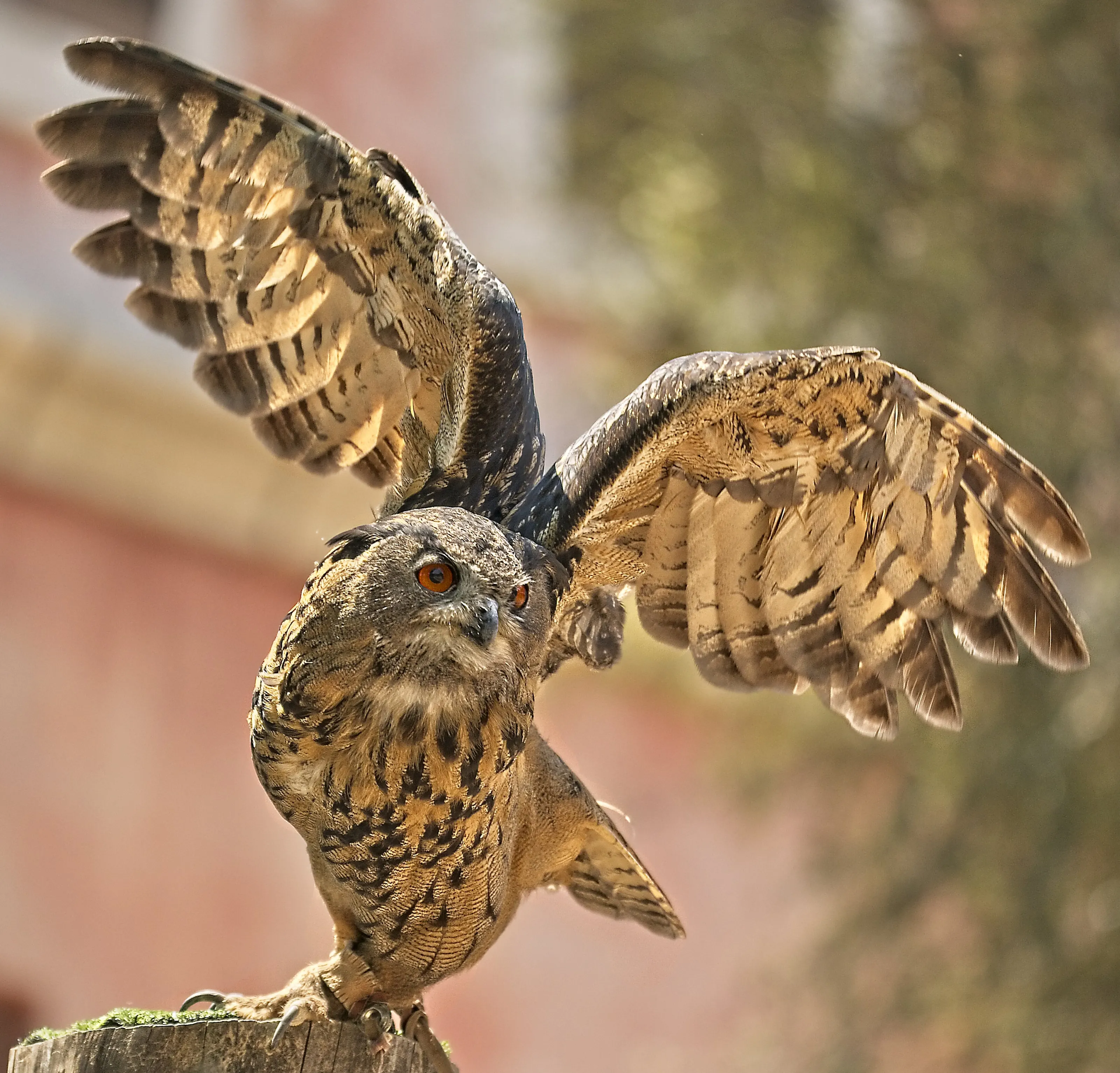 Eagle owl take off