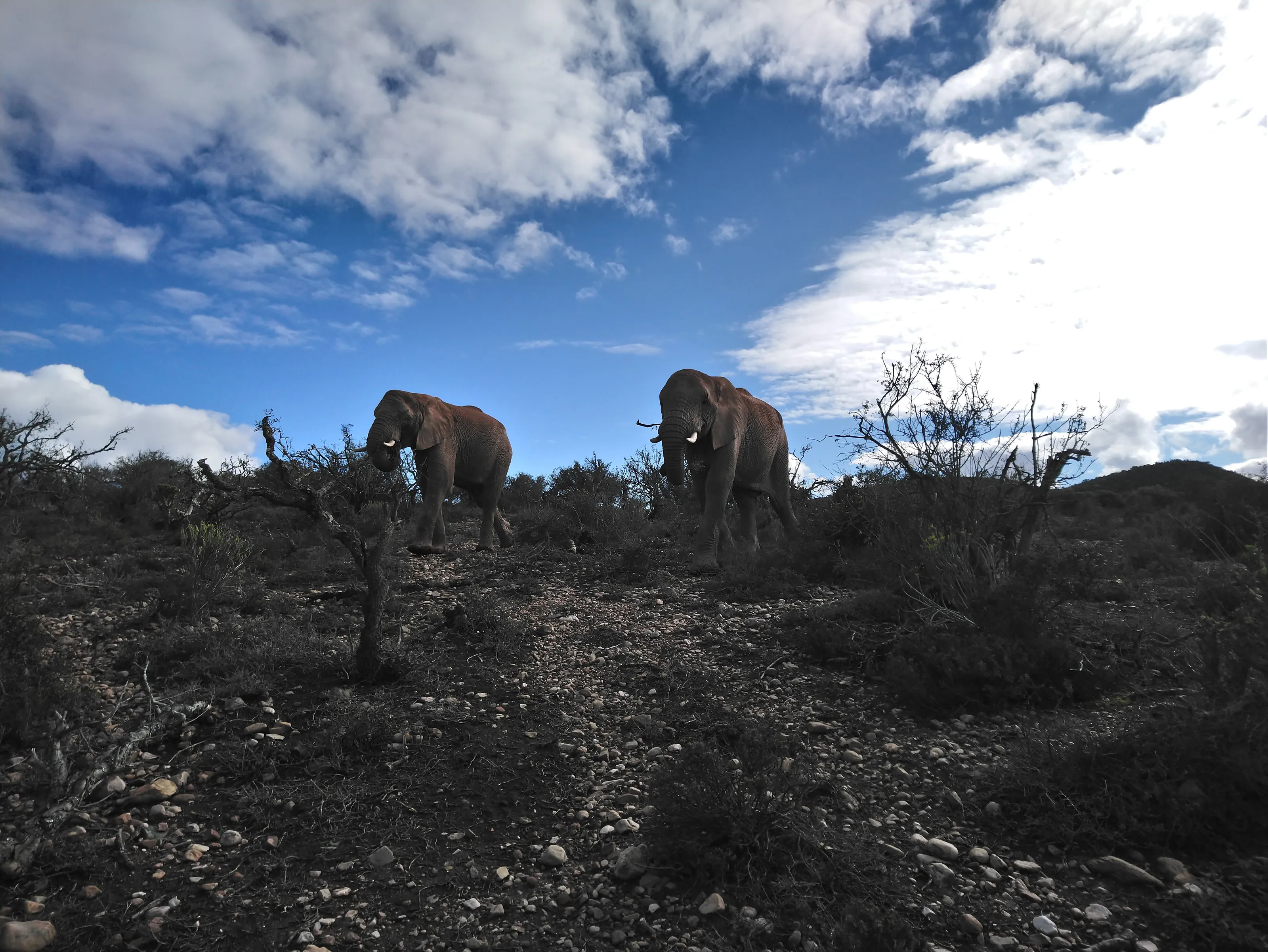 Elephant in the bush