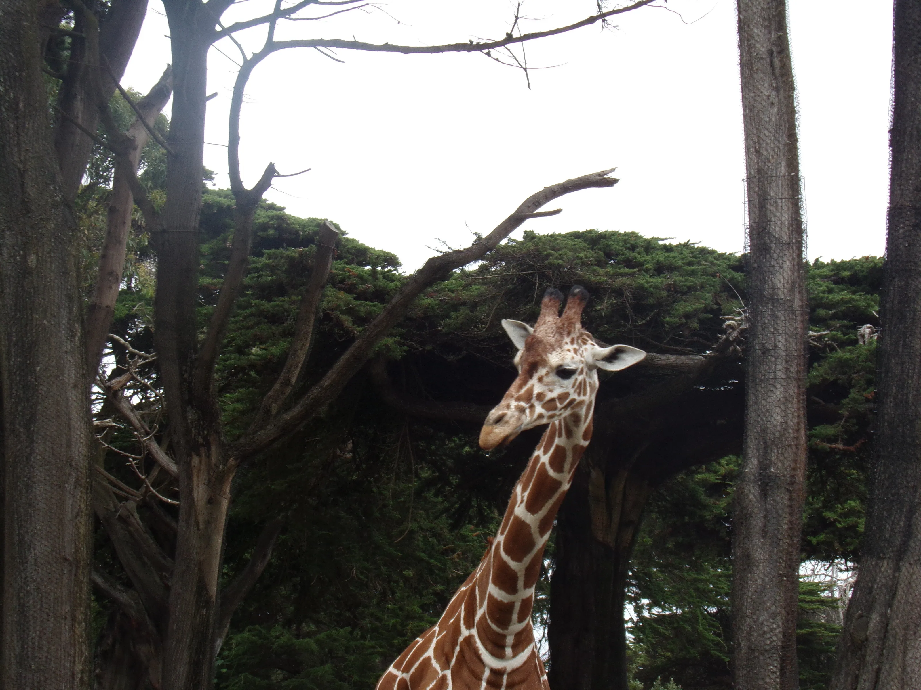 giraffe in the midst
