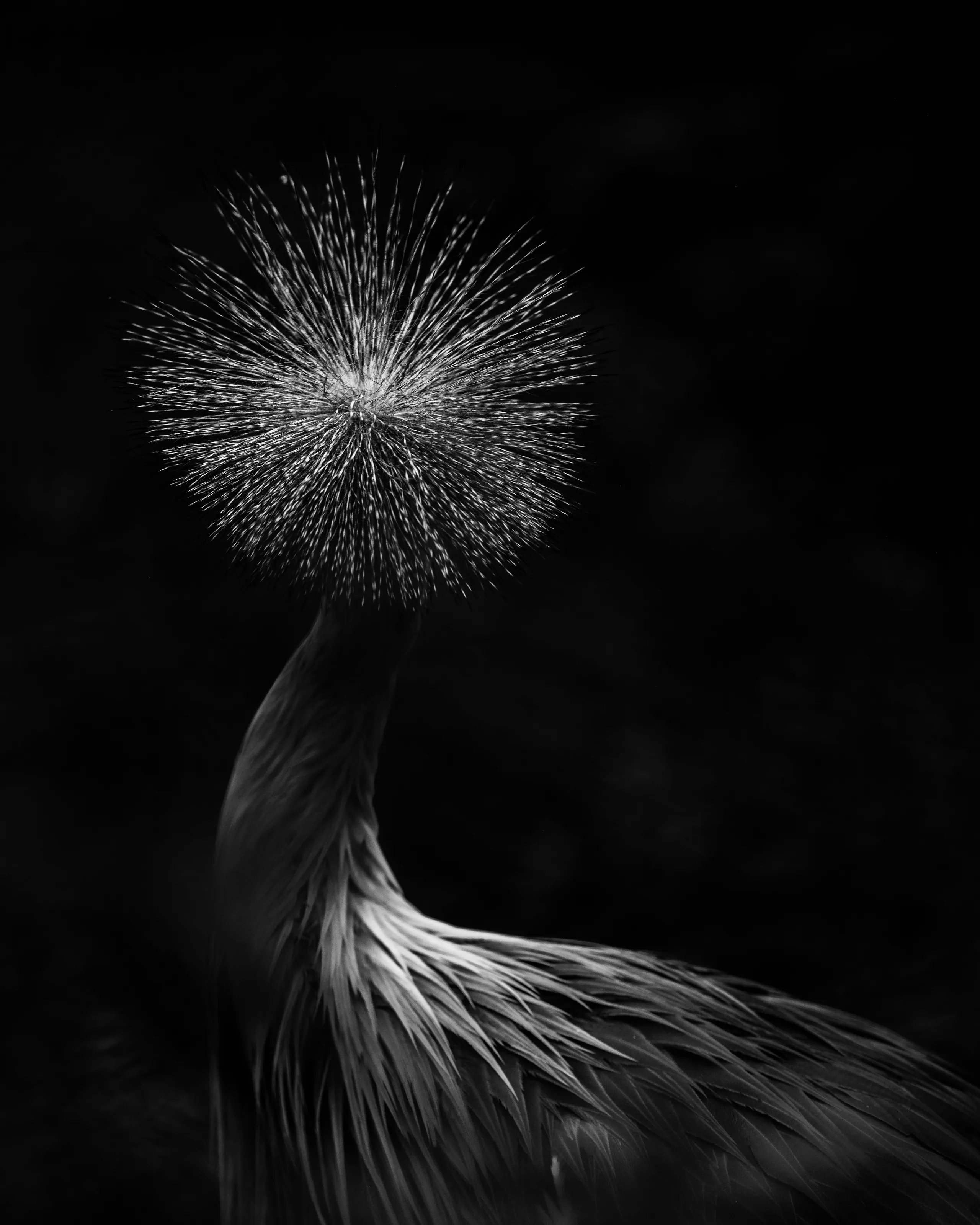 Crowned Crane