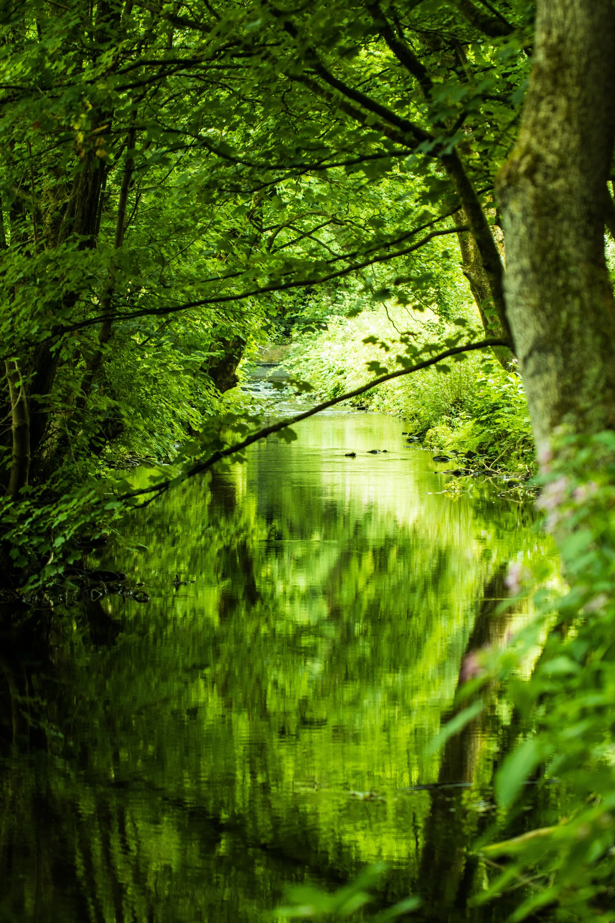 Tranquil steam