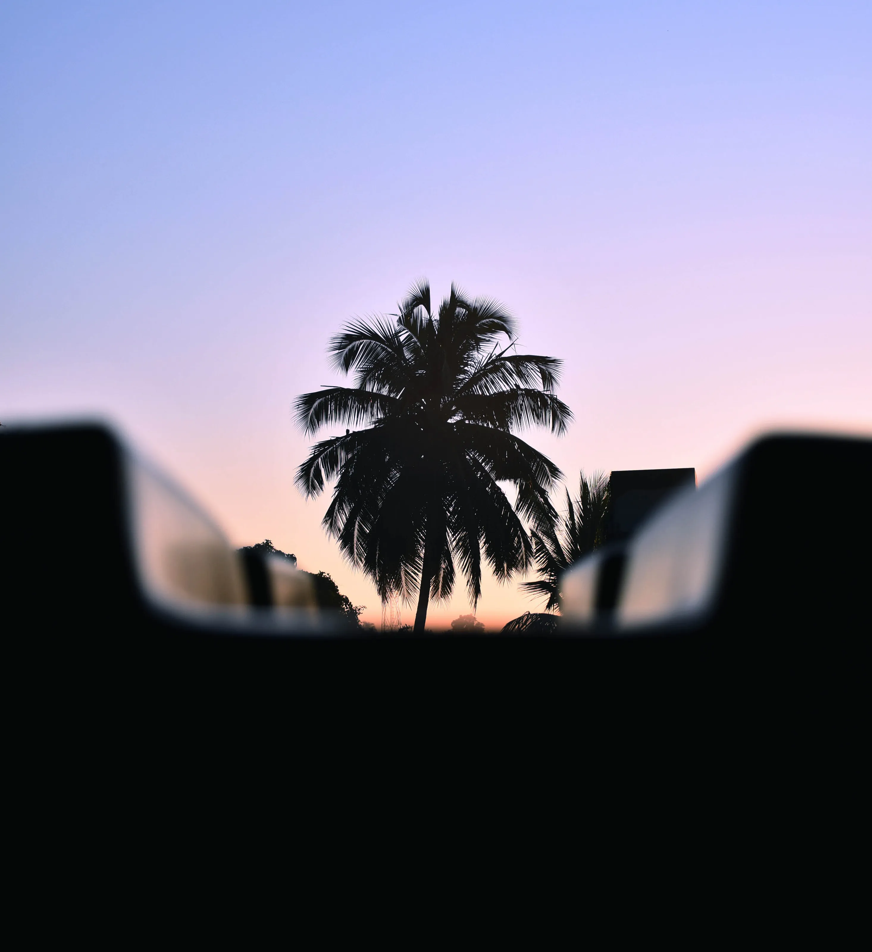 A coconut tree