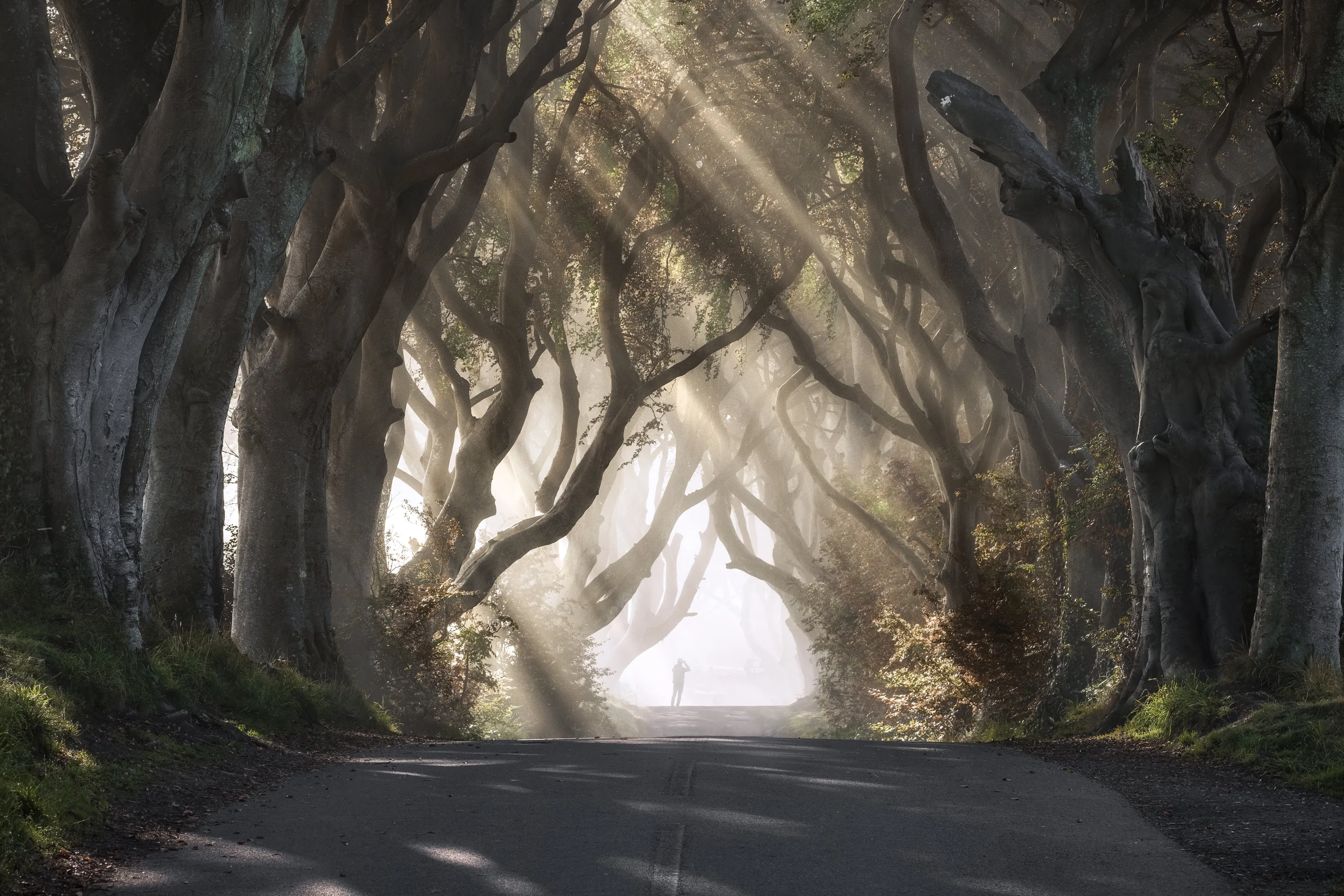 " The play of light and shadow "