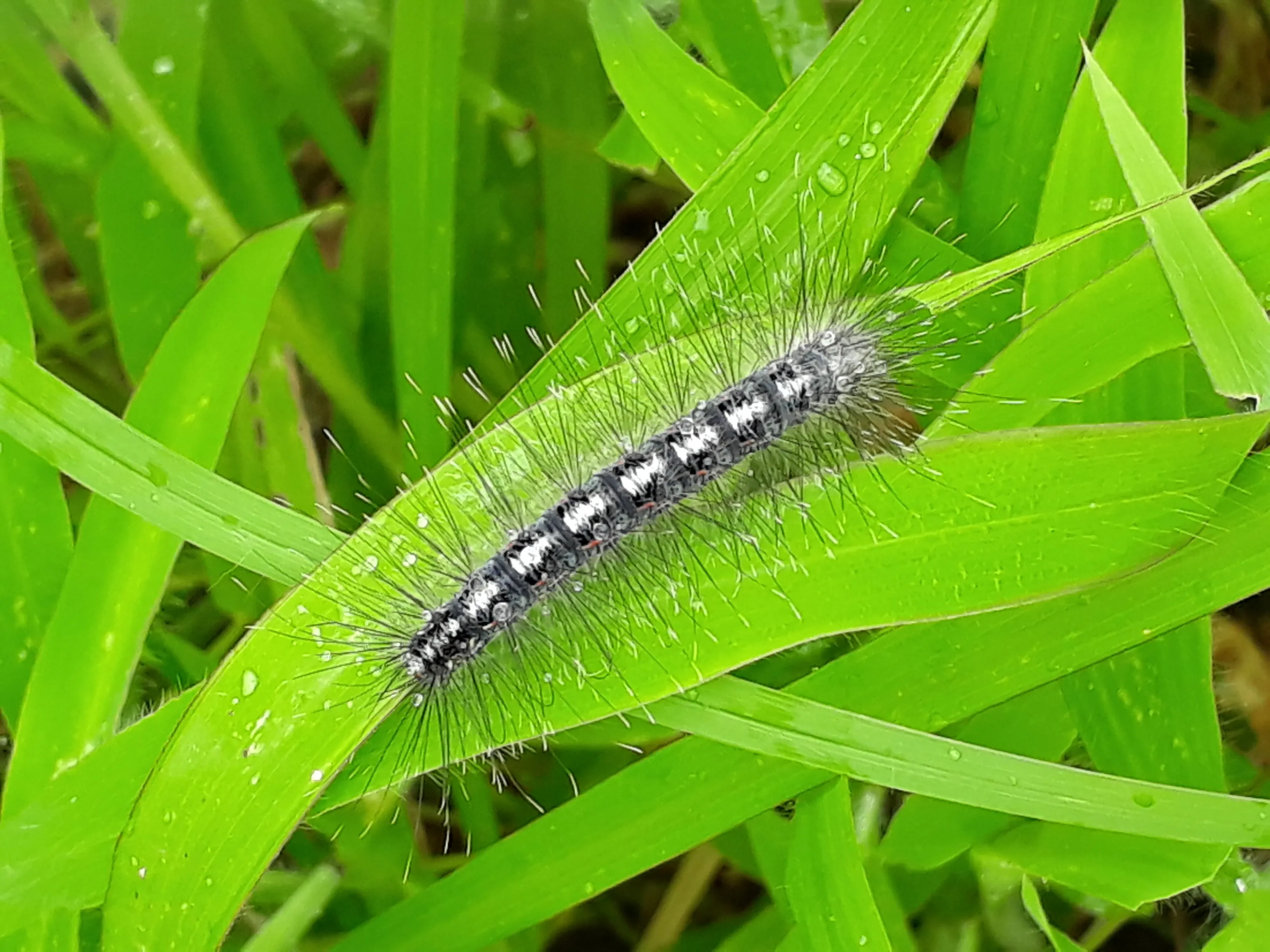 Beautiful Caterpillar