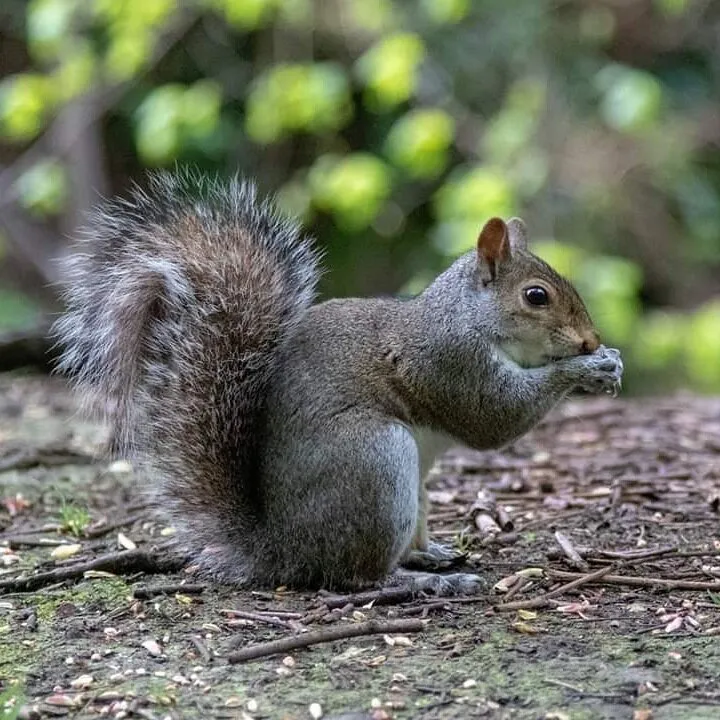 Dunfermline Squirrel
