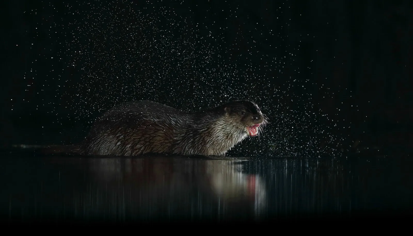 Otter