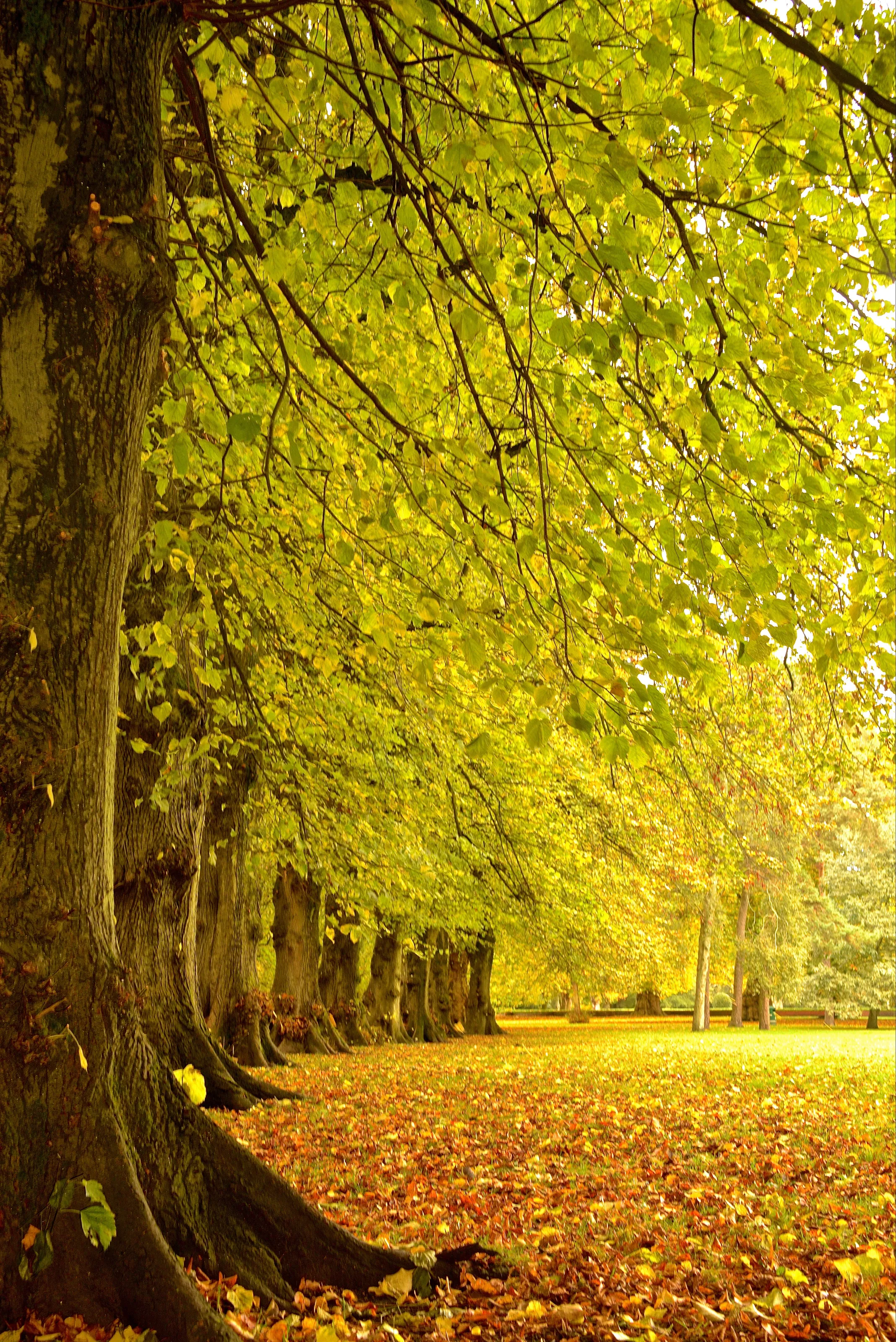 Autumn in Cardiff