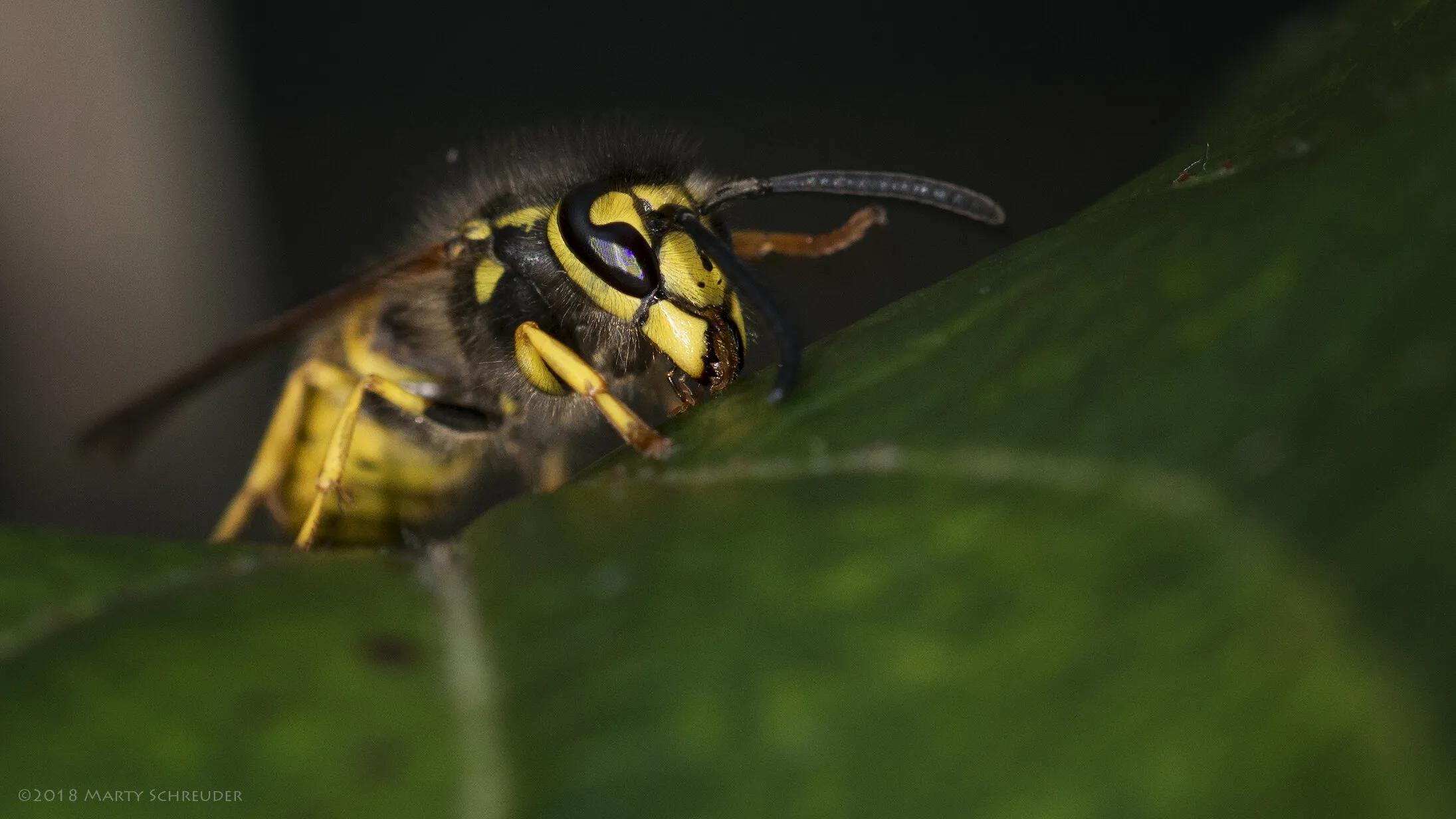 Wasp