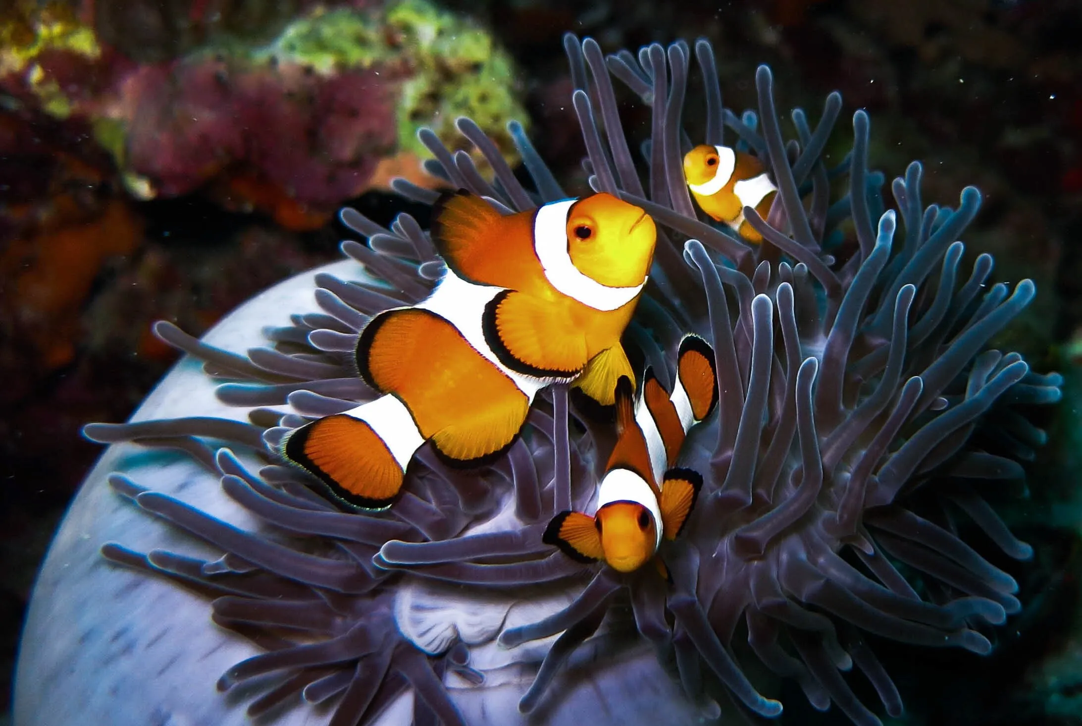 Clownfish in Amemone Coral