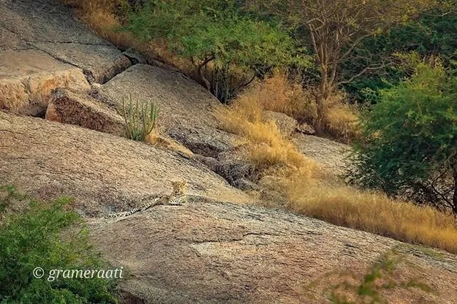 Mum and cub