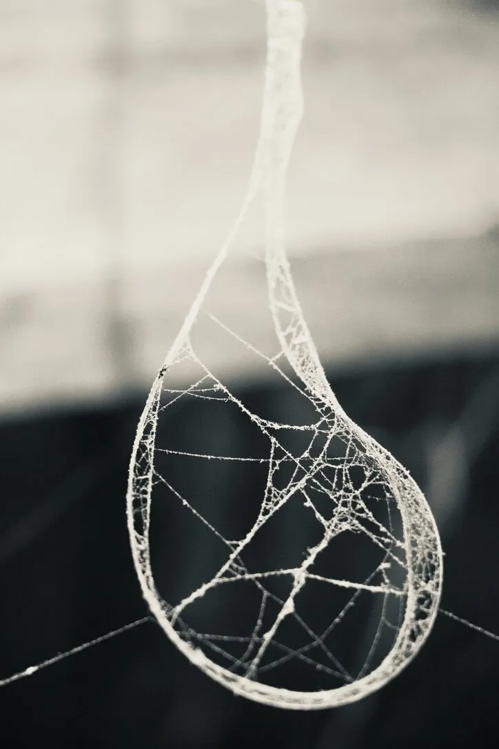 Spider Web