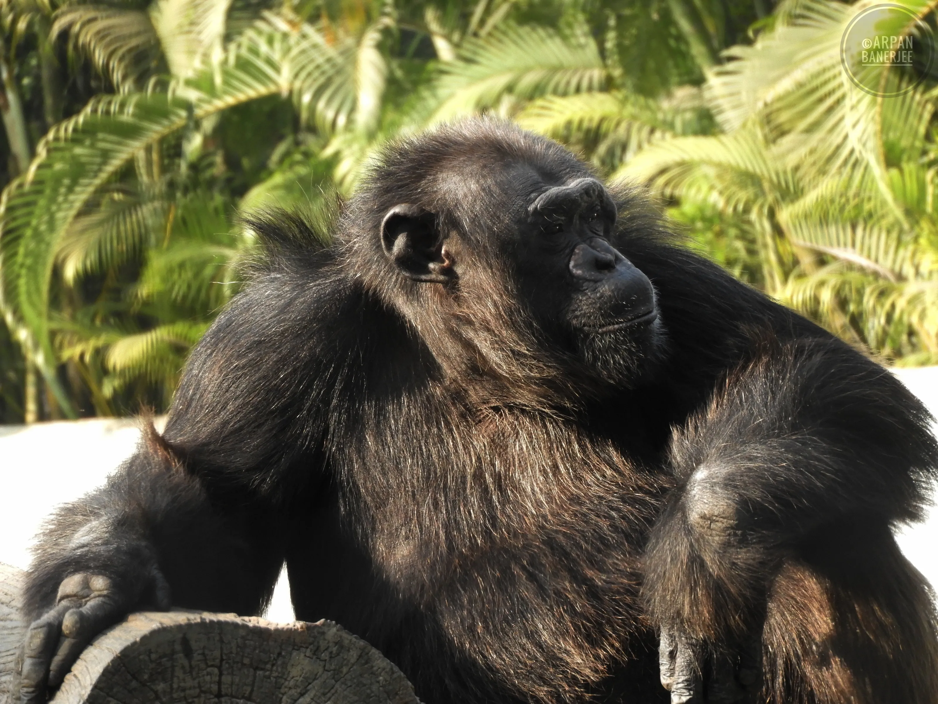 Beautiful pose of chimpanzee