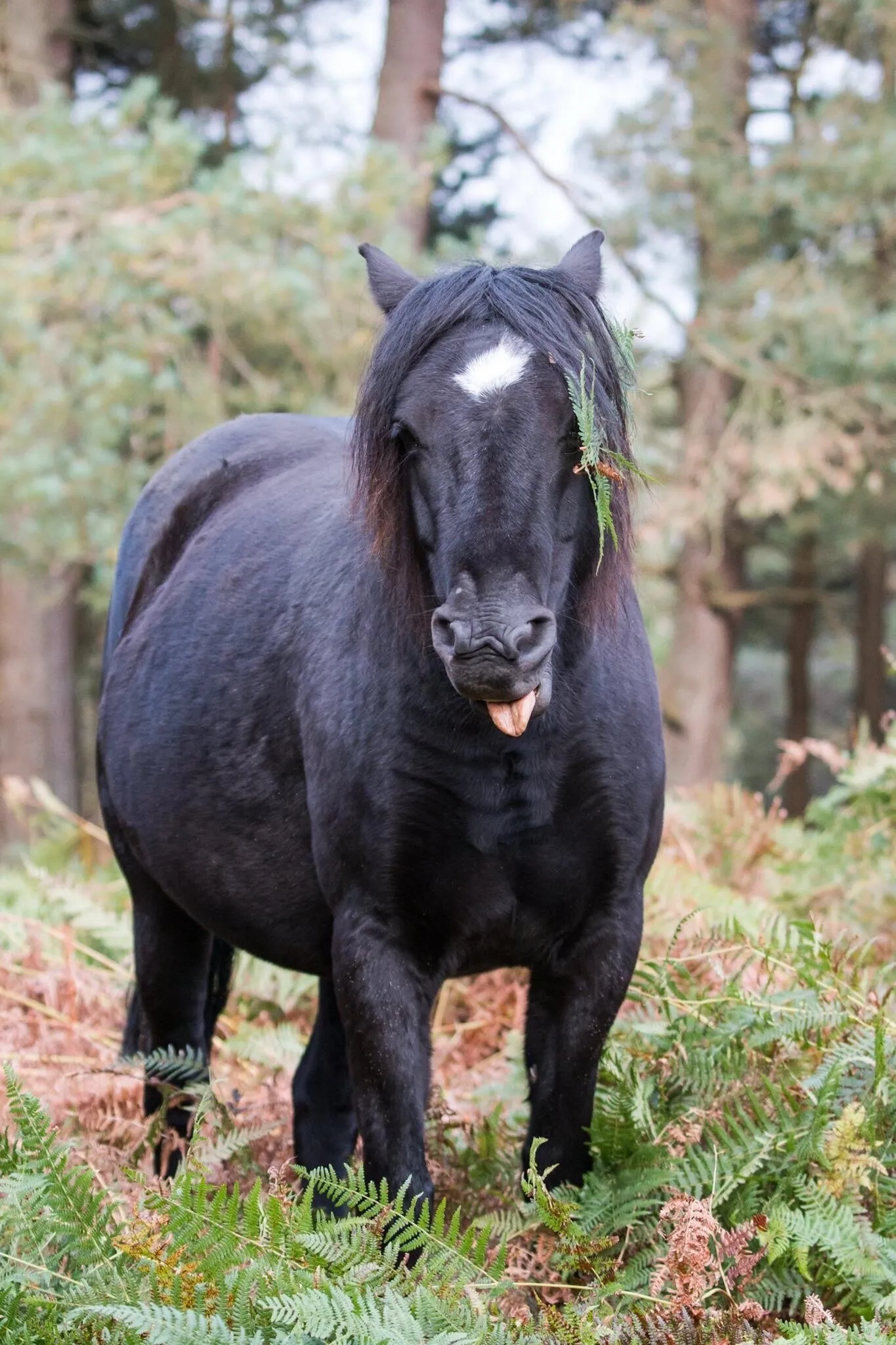 Cheeky New Forest Pony
