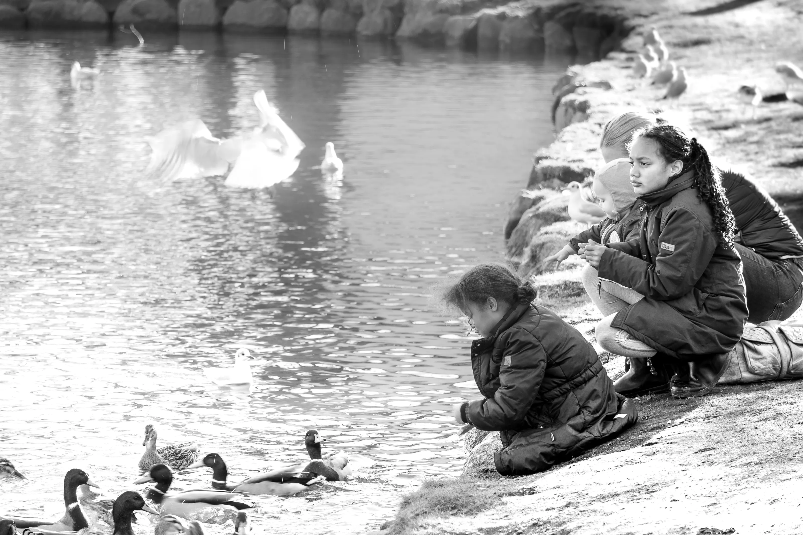 duck feeding