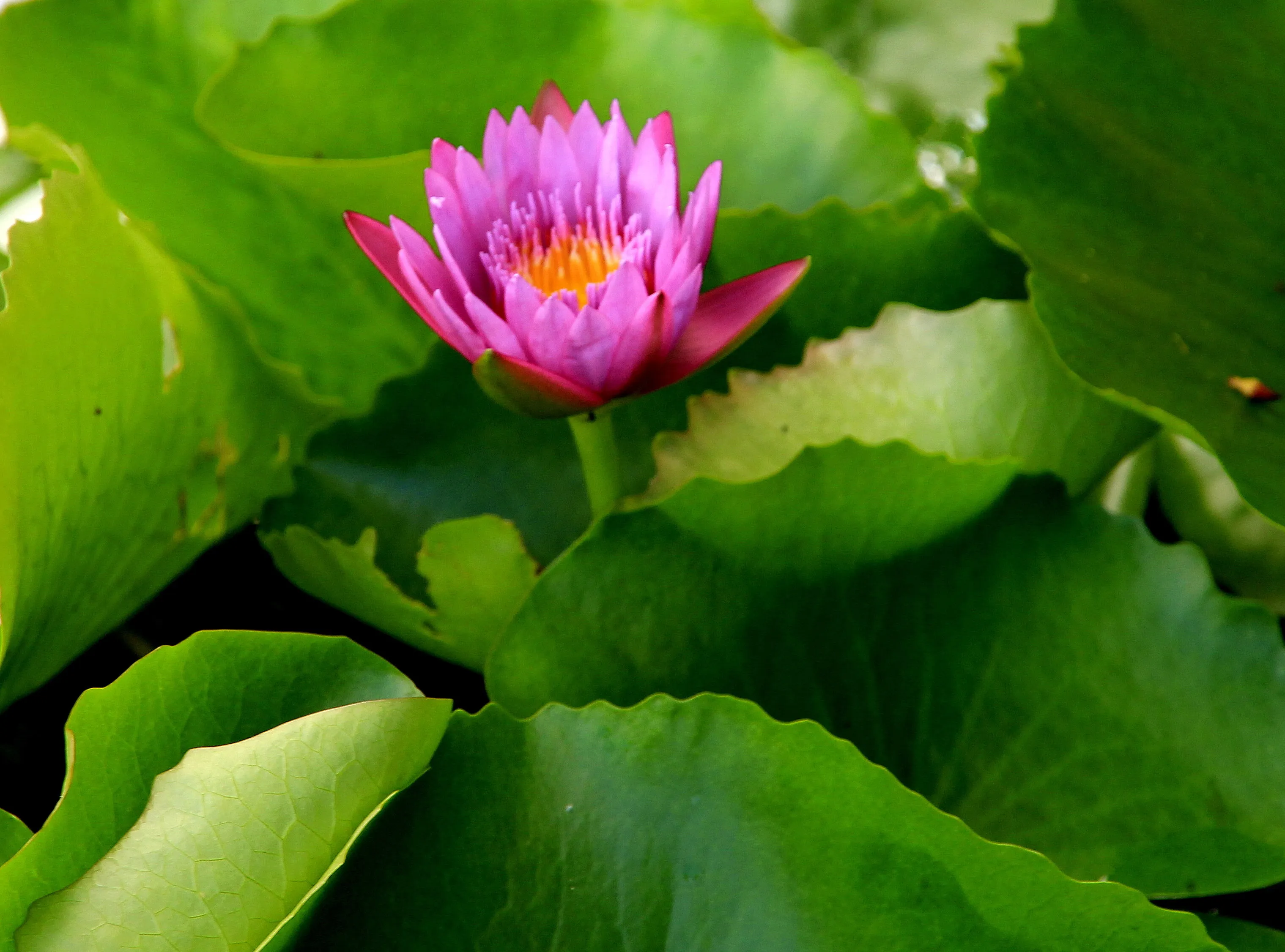Water Lily