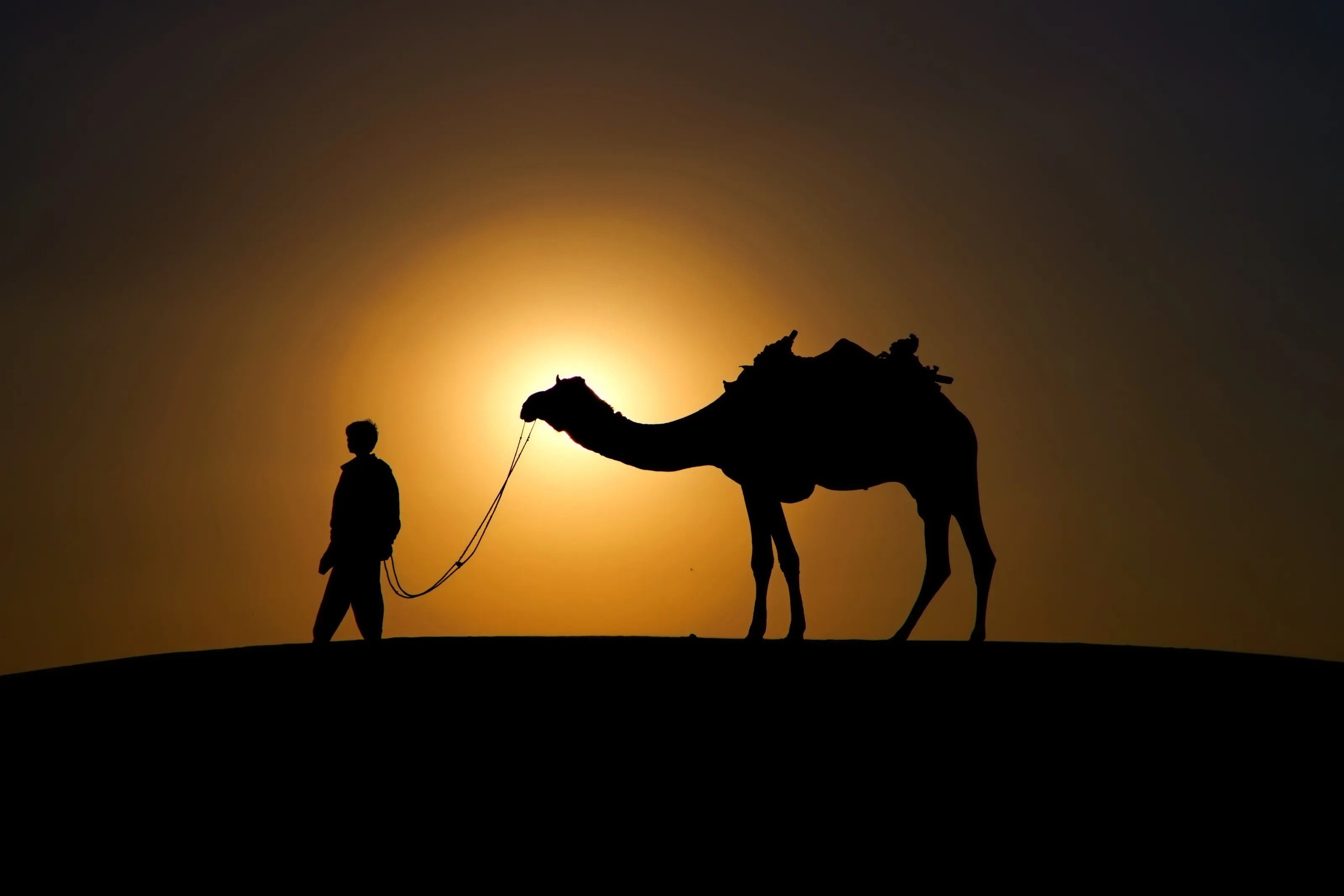 Camel Silhouette