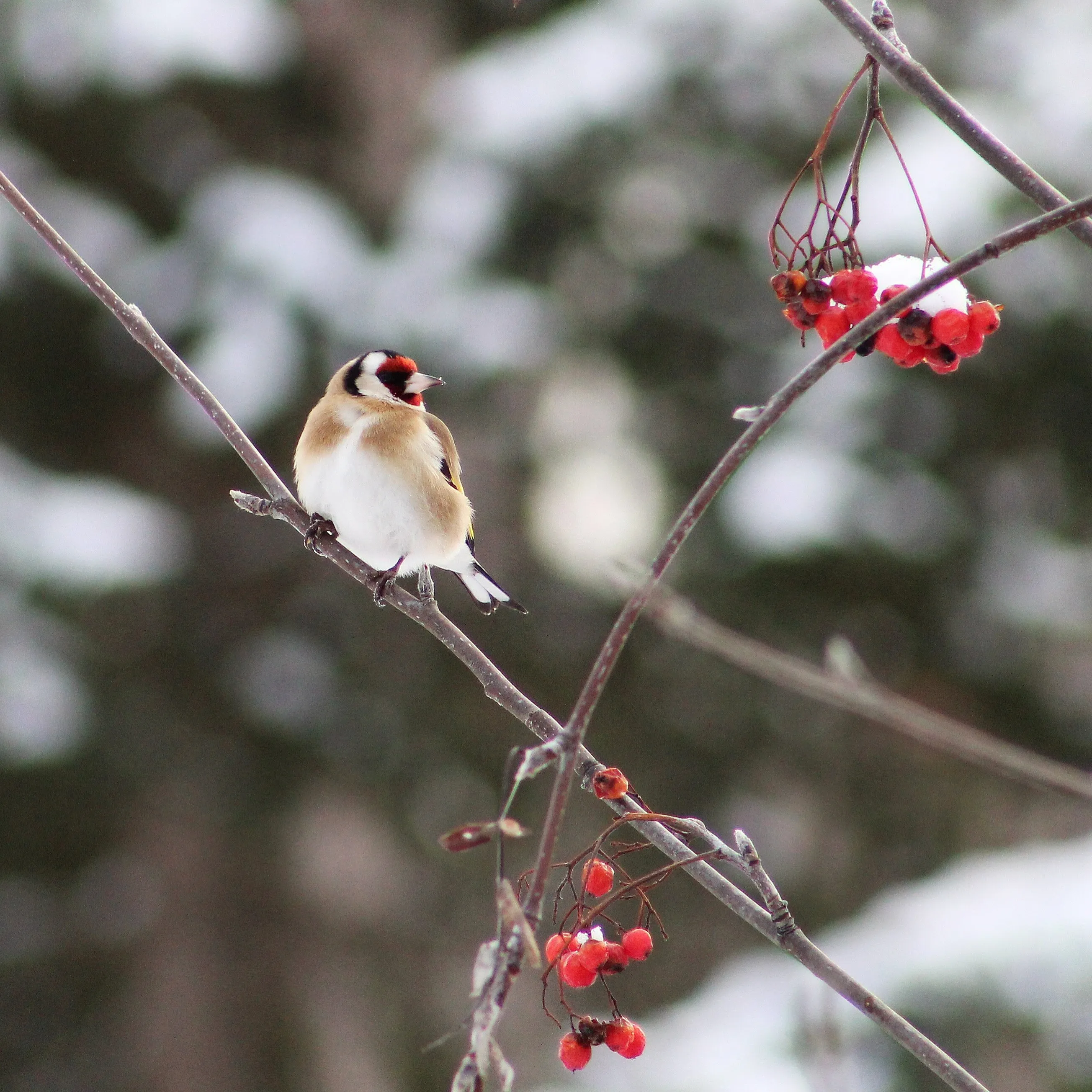 Goldfinch in Winter
