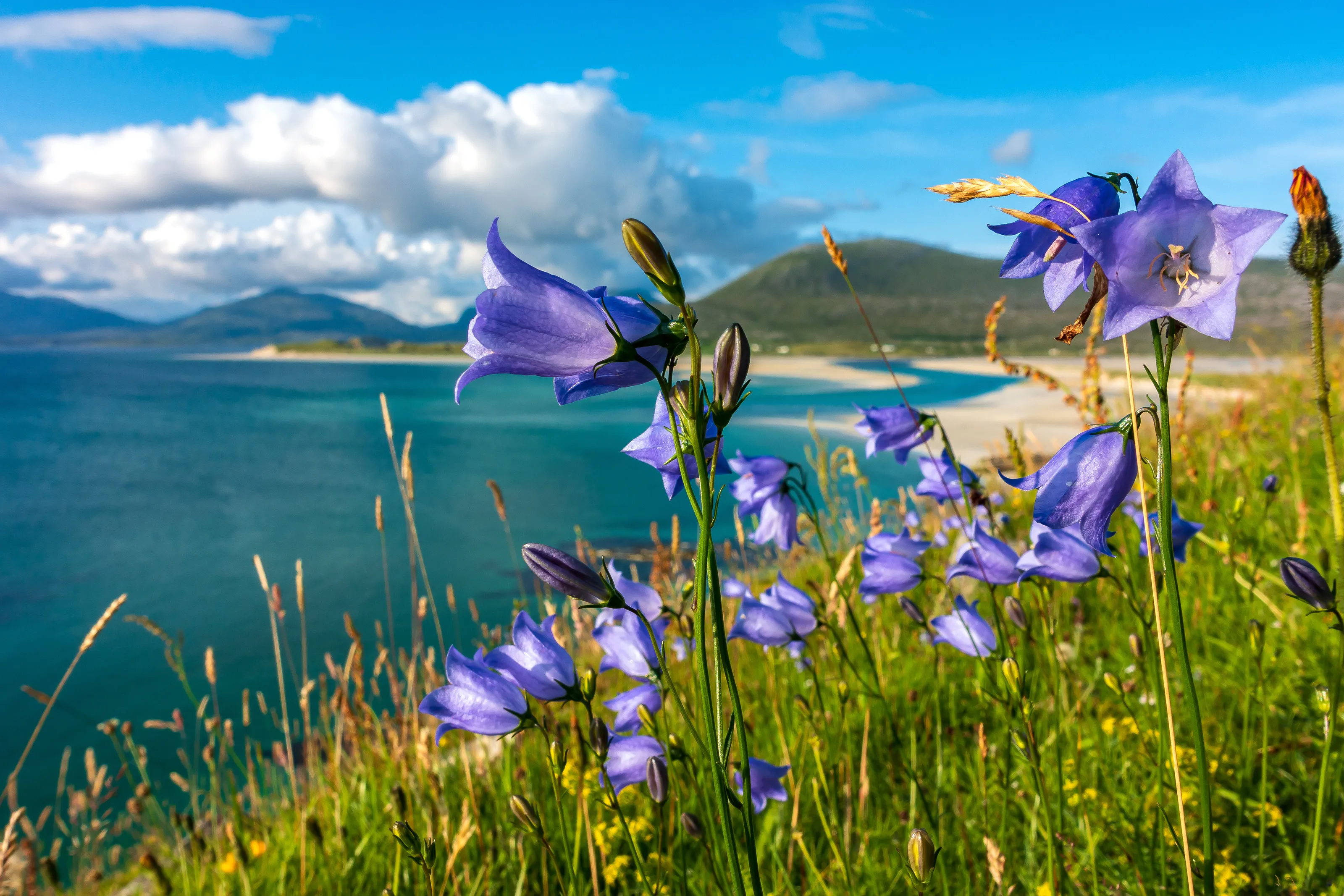 Harebells, Seilebost & Luskentyre, Harris, Scotland