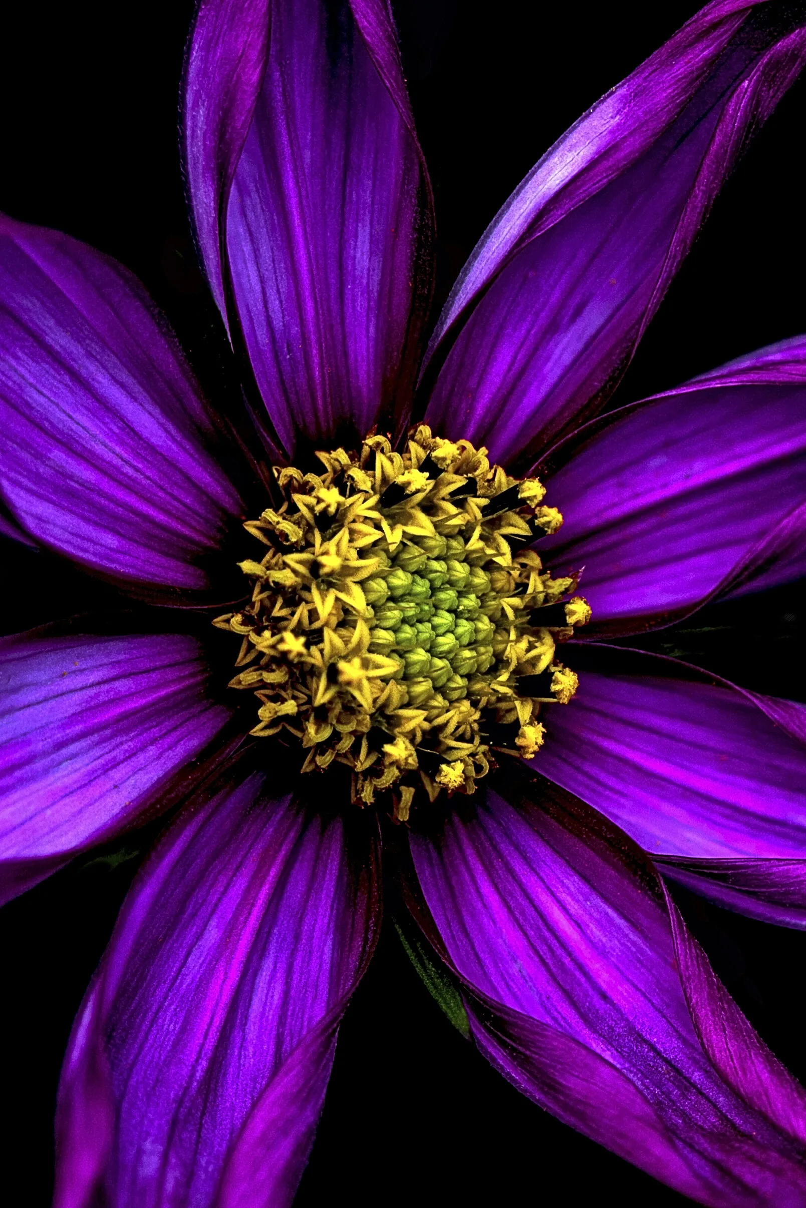 Cosmos