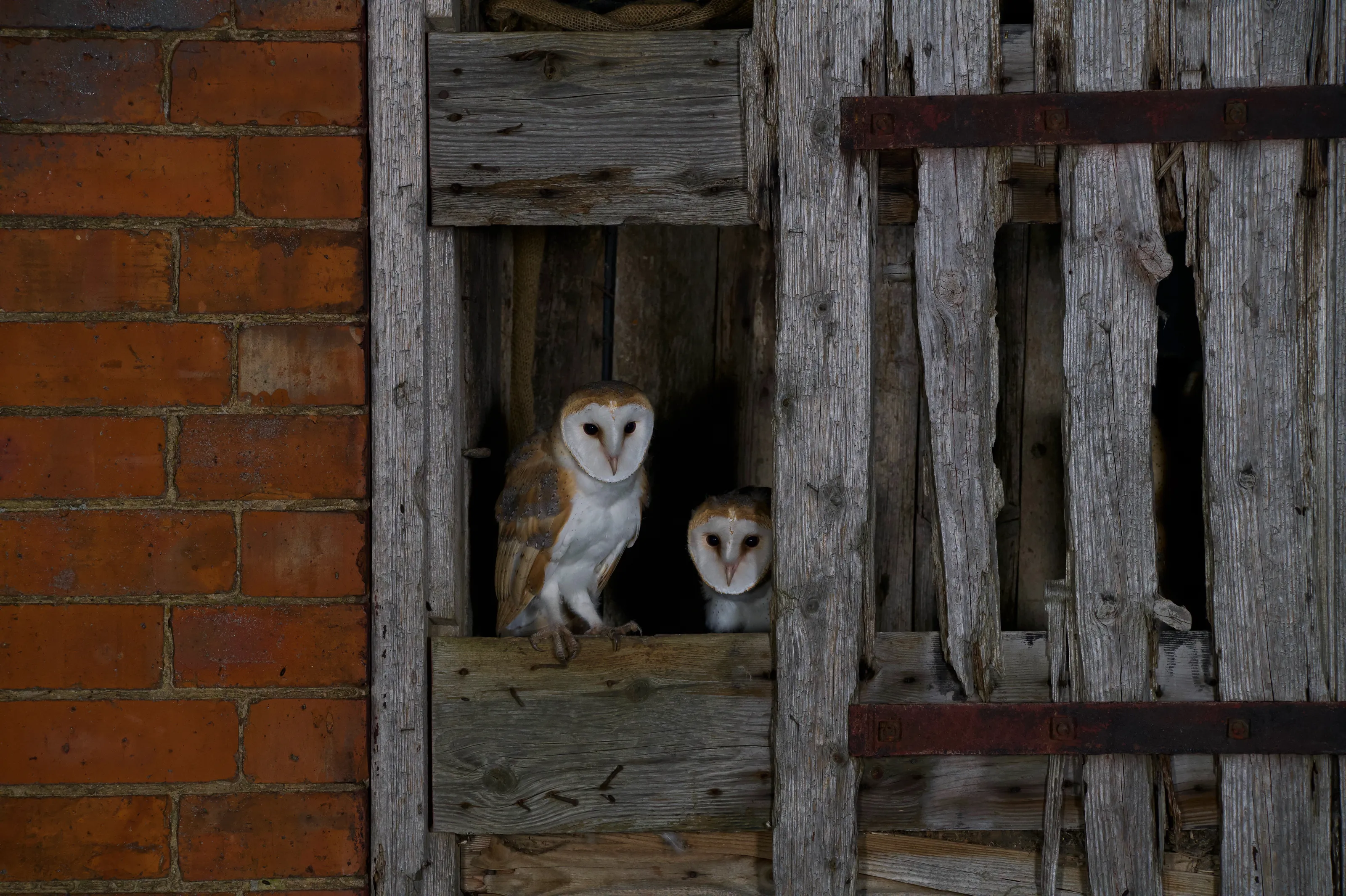 Baby barn owls