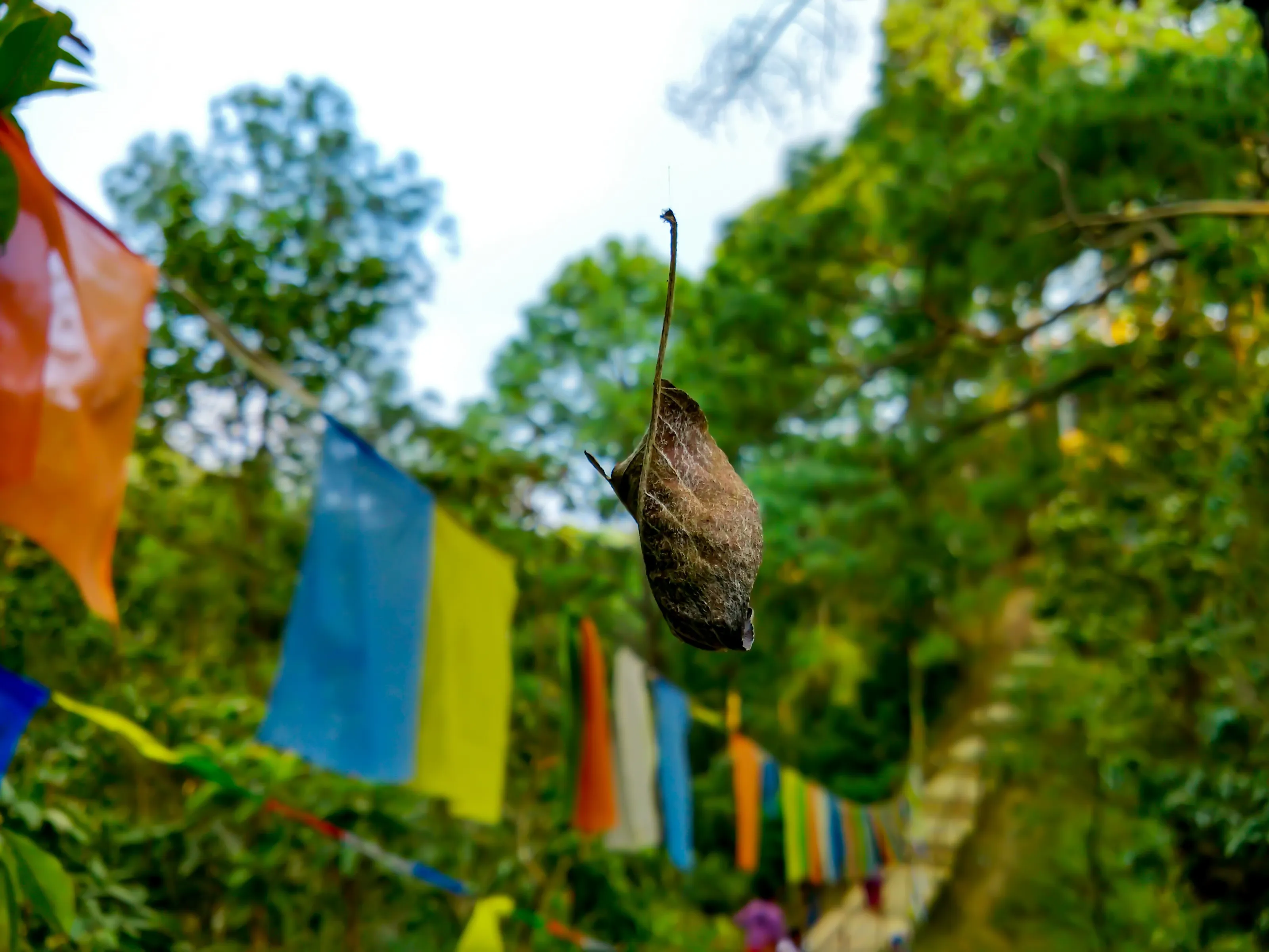 A Hanging Leaf
