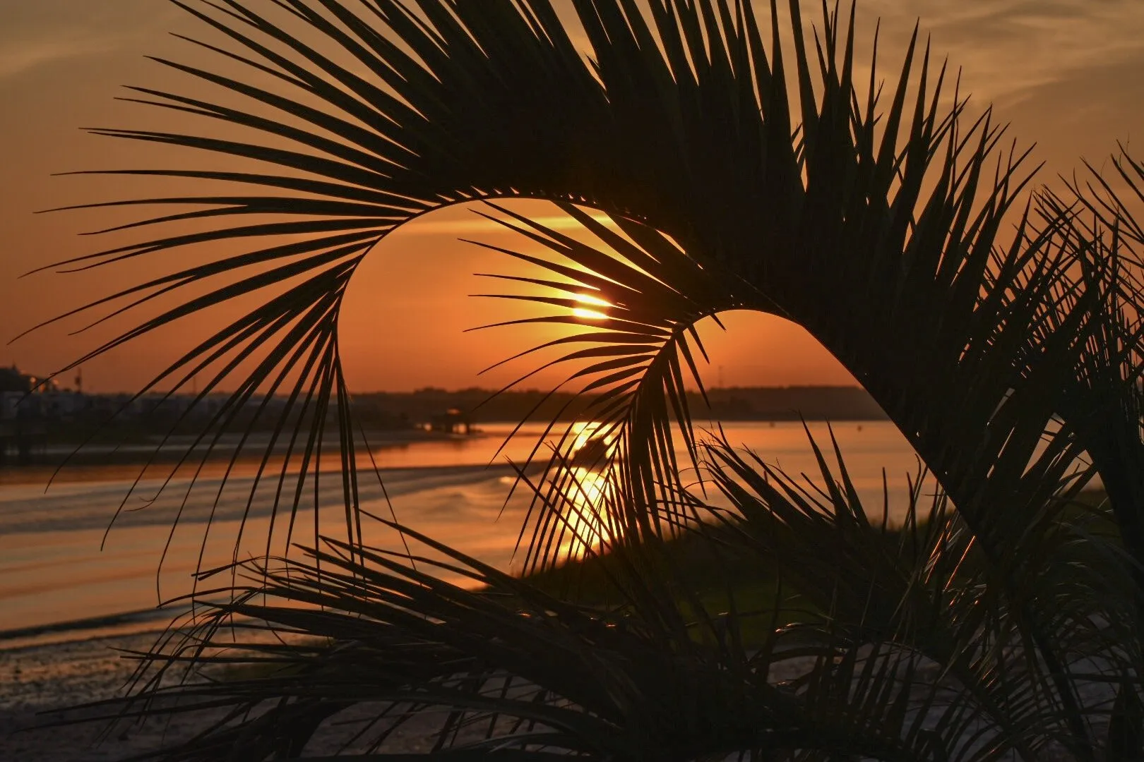 Golden Palm