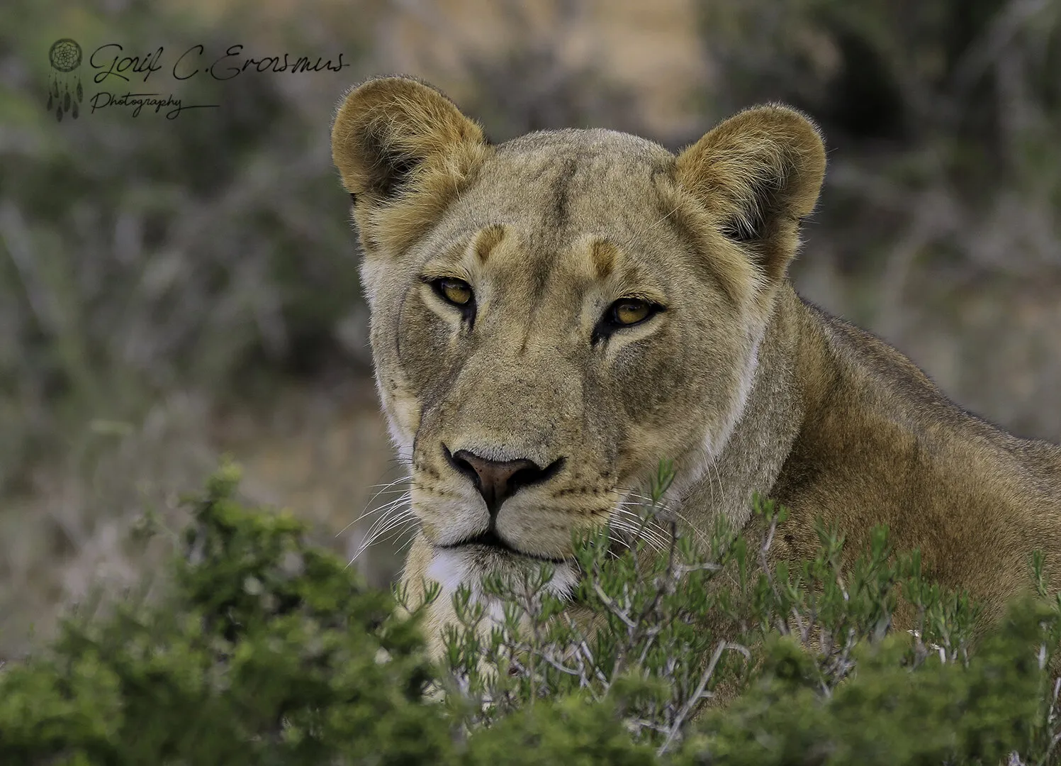 Addo Lioness