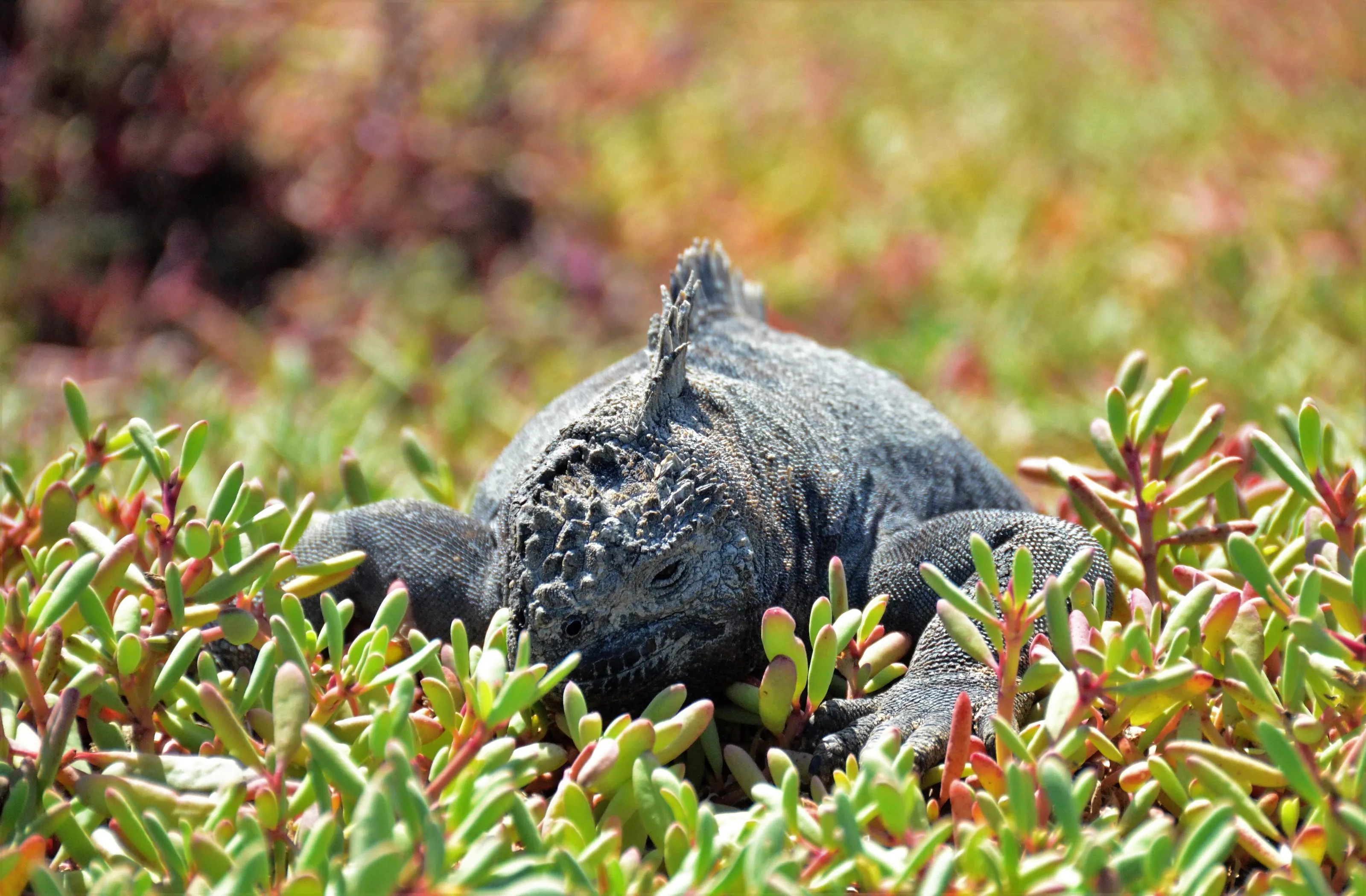 Iguana hidden in Succulents