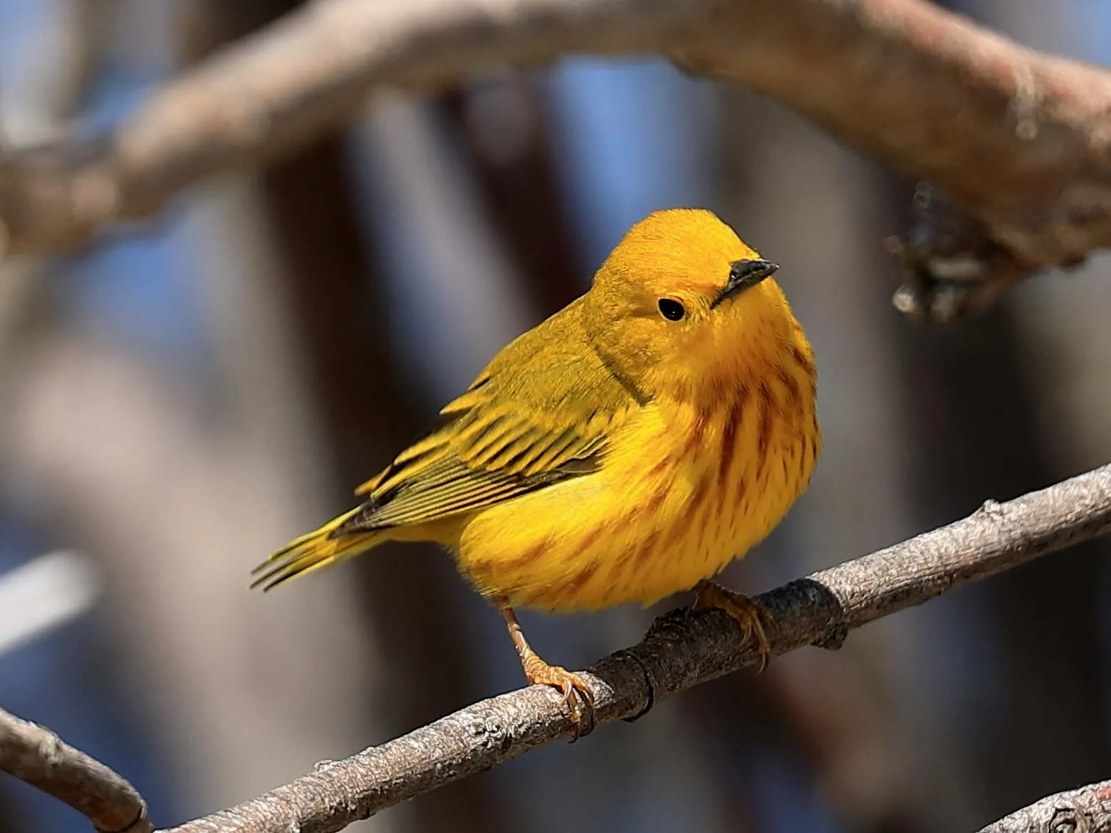 Watching Warbler