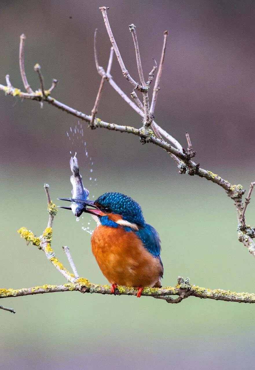 Kingfisher thrashing  a fish
