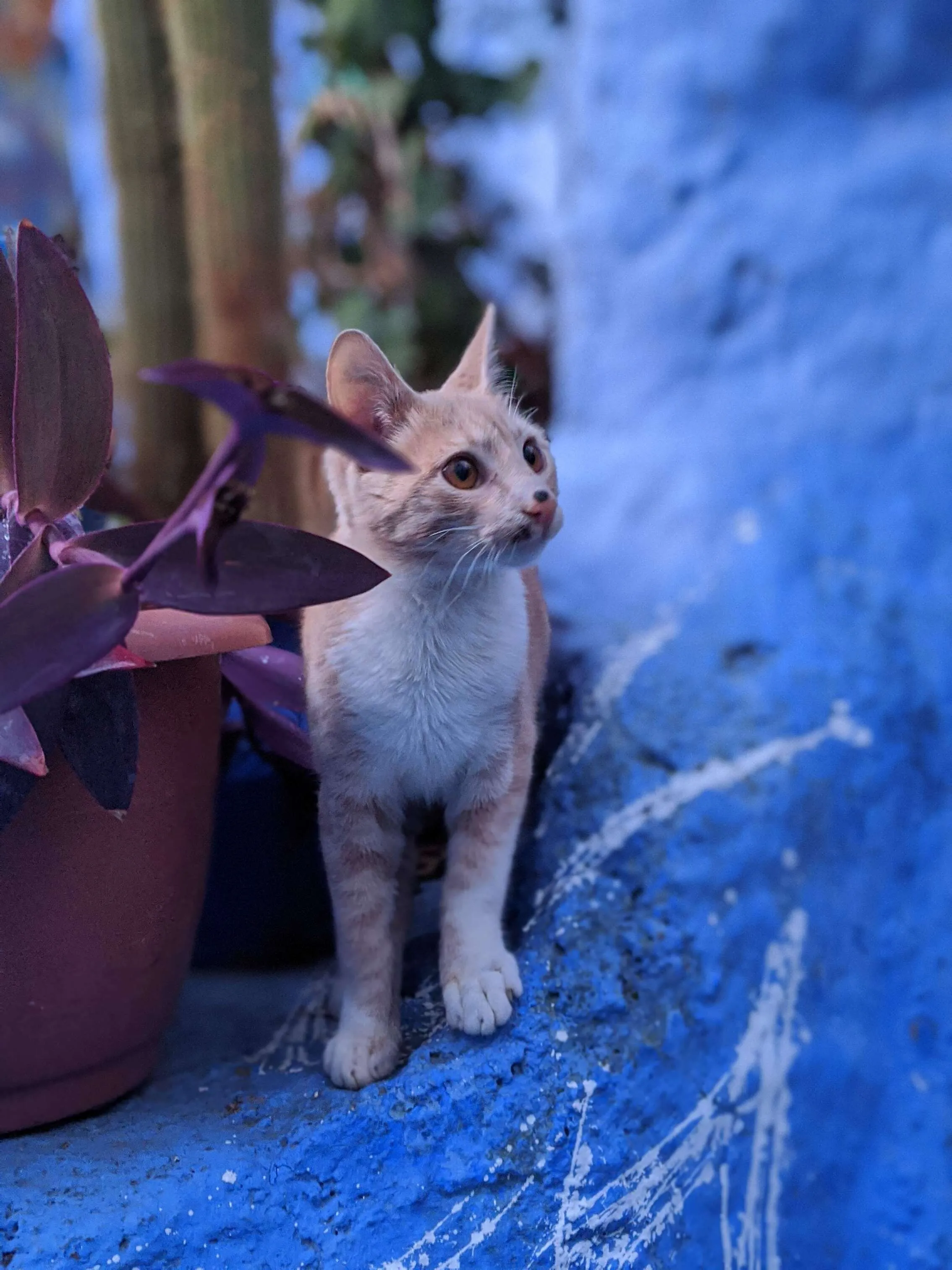 Cat Portrait