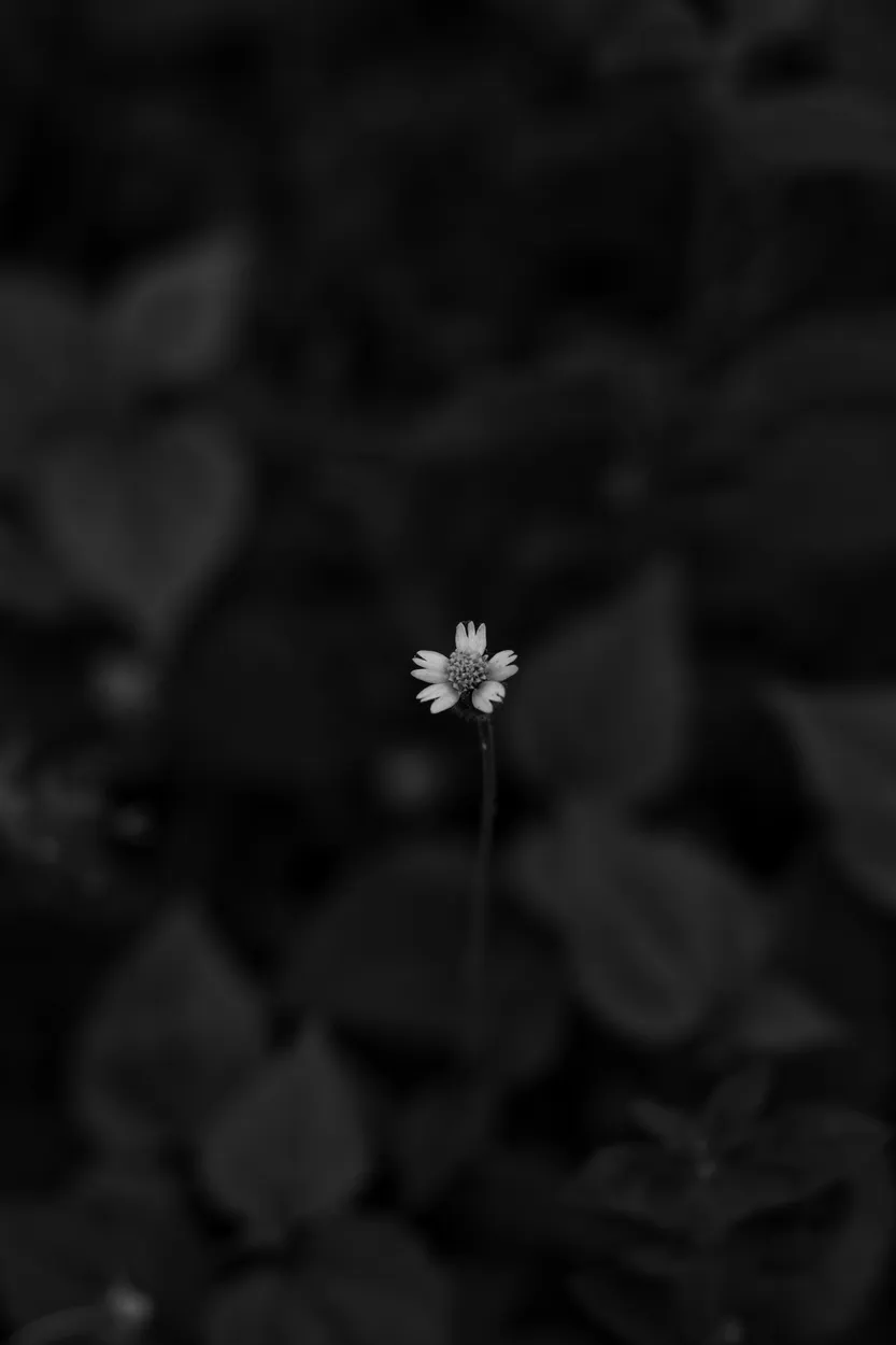 Entry 6504722