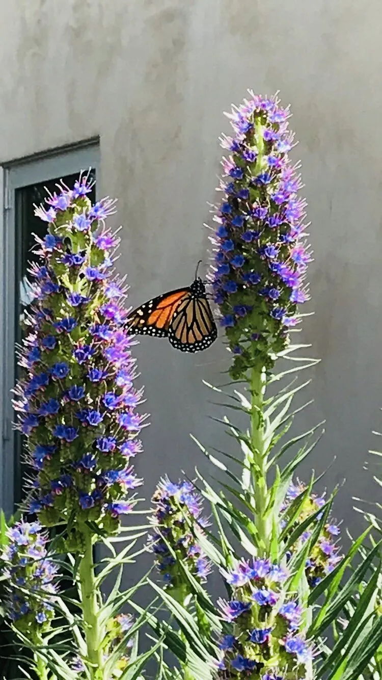 Butterfly meets Madeira