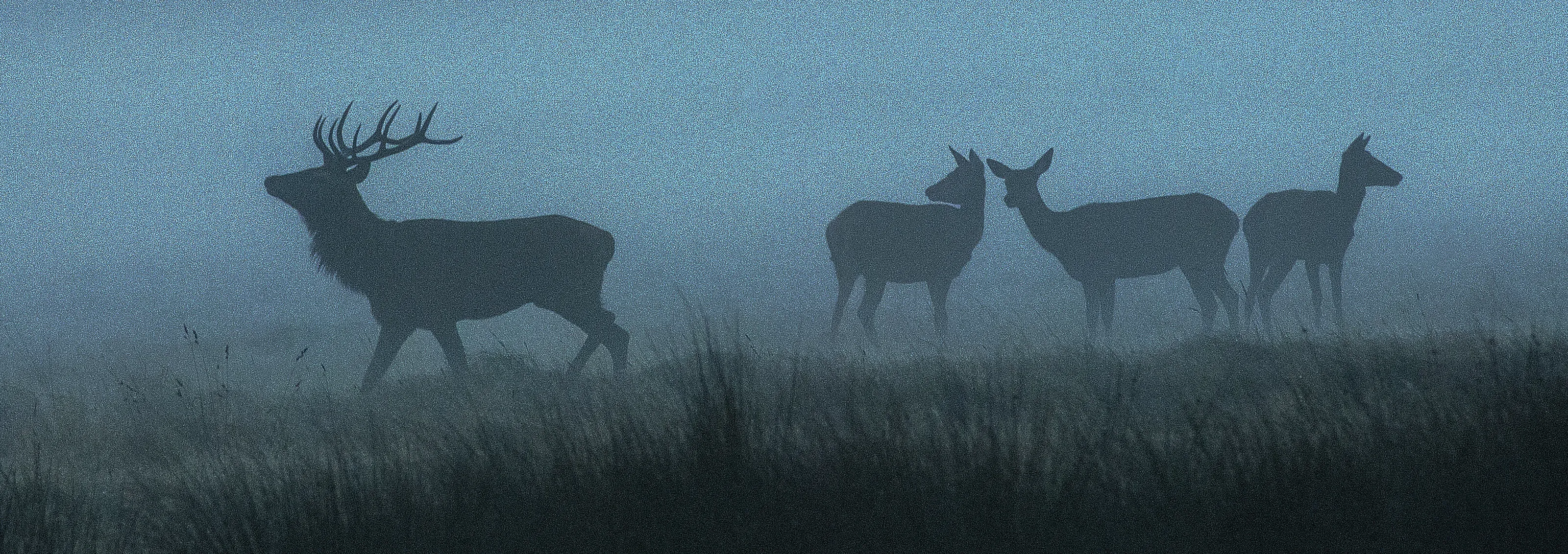 Deer at Dawn