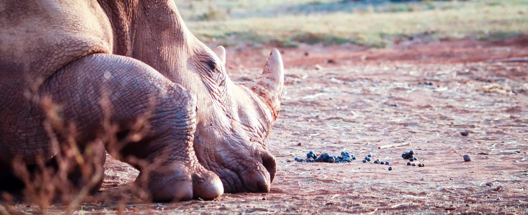 Safari Sleeping Beauty