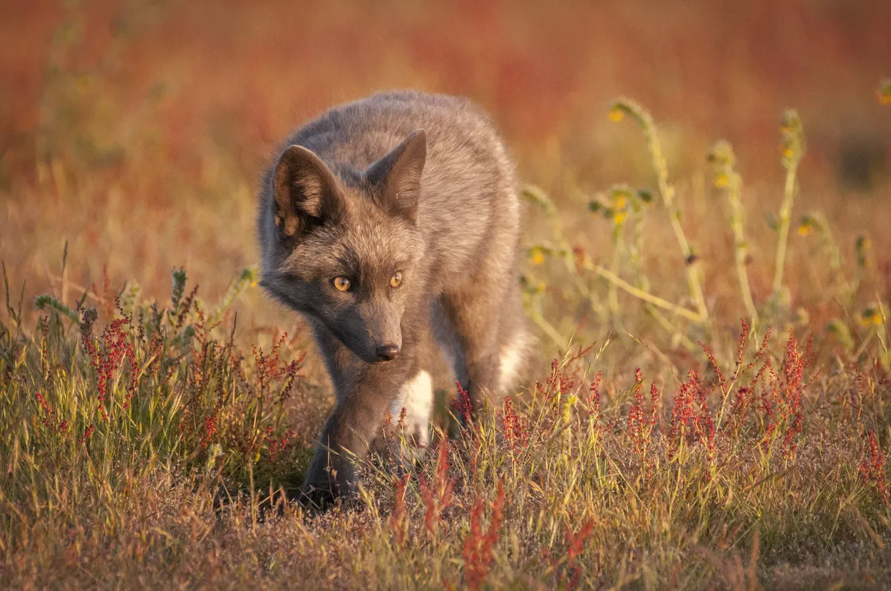 Fall Fox