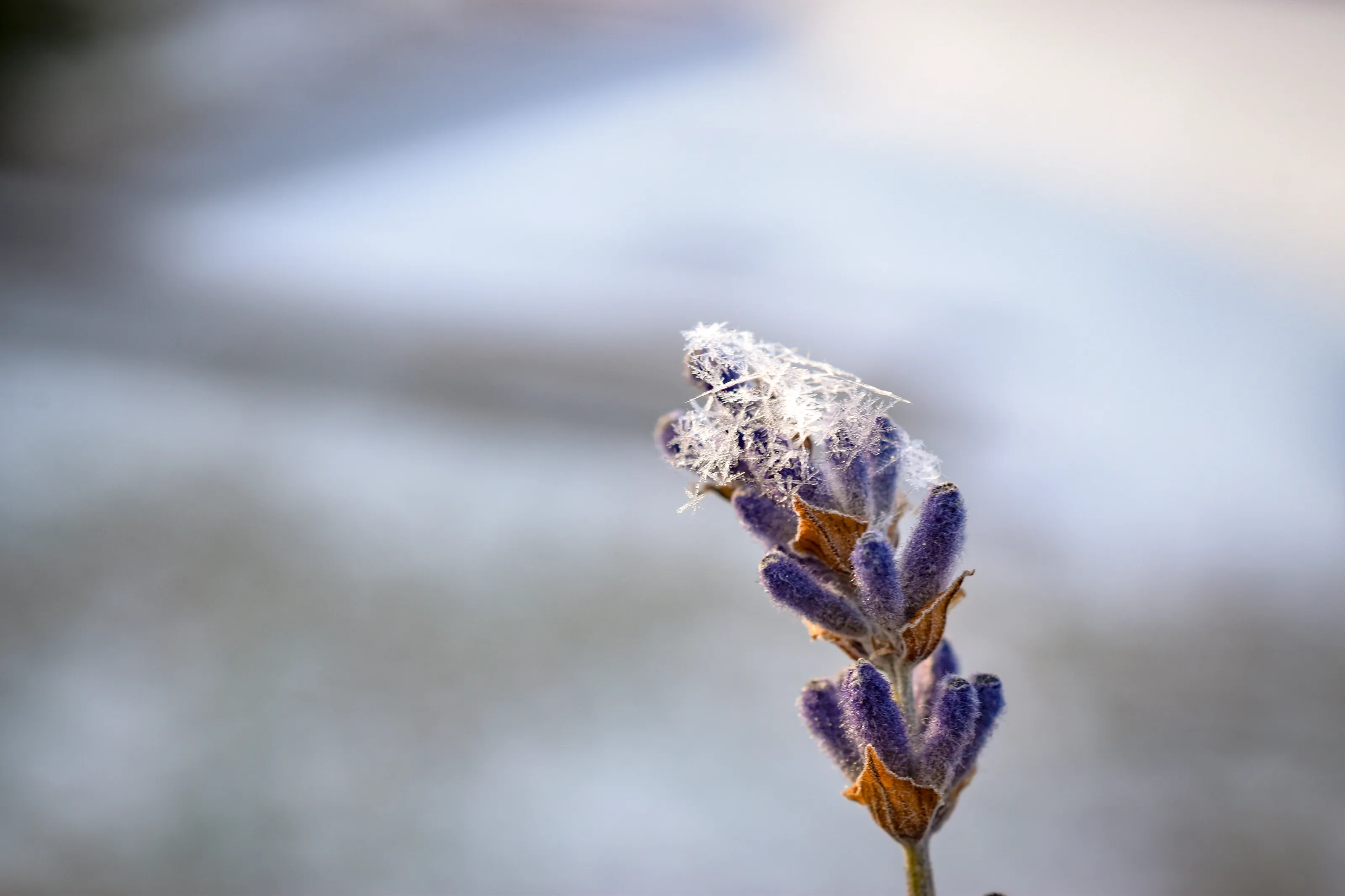 Lavender covered in crystals