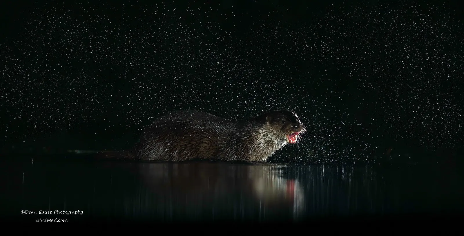 Otter