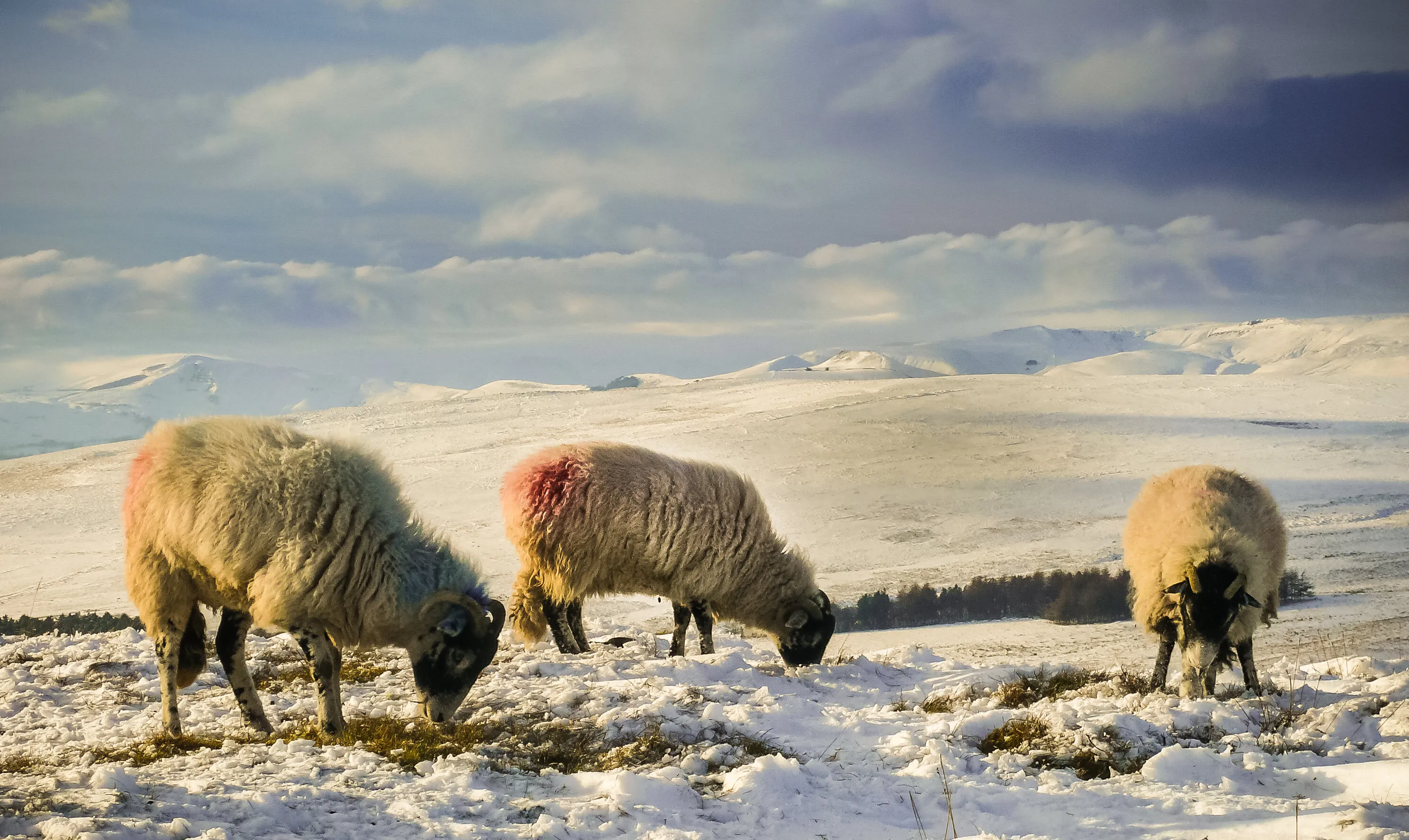 Sheep on Stanage Edge