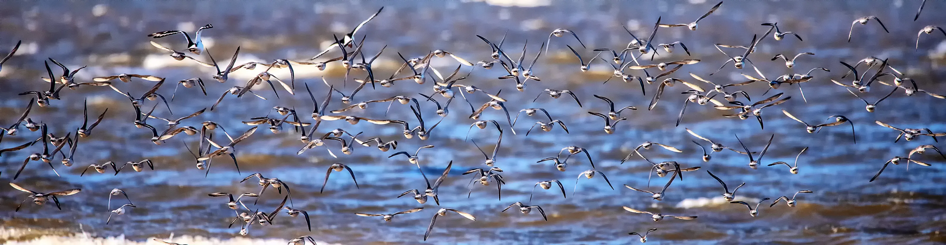 Sanderling in Flight