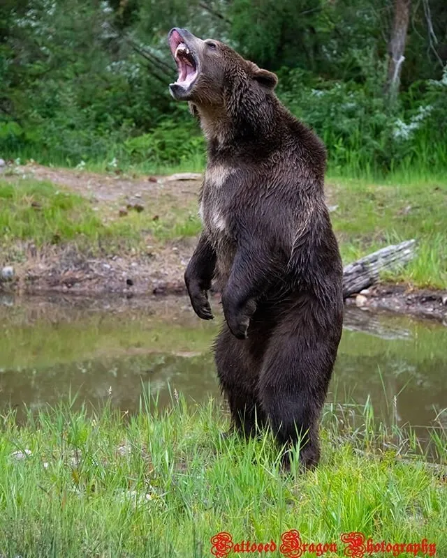 Standing Snarling Grizzly