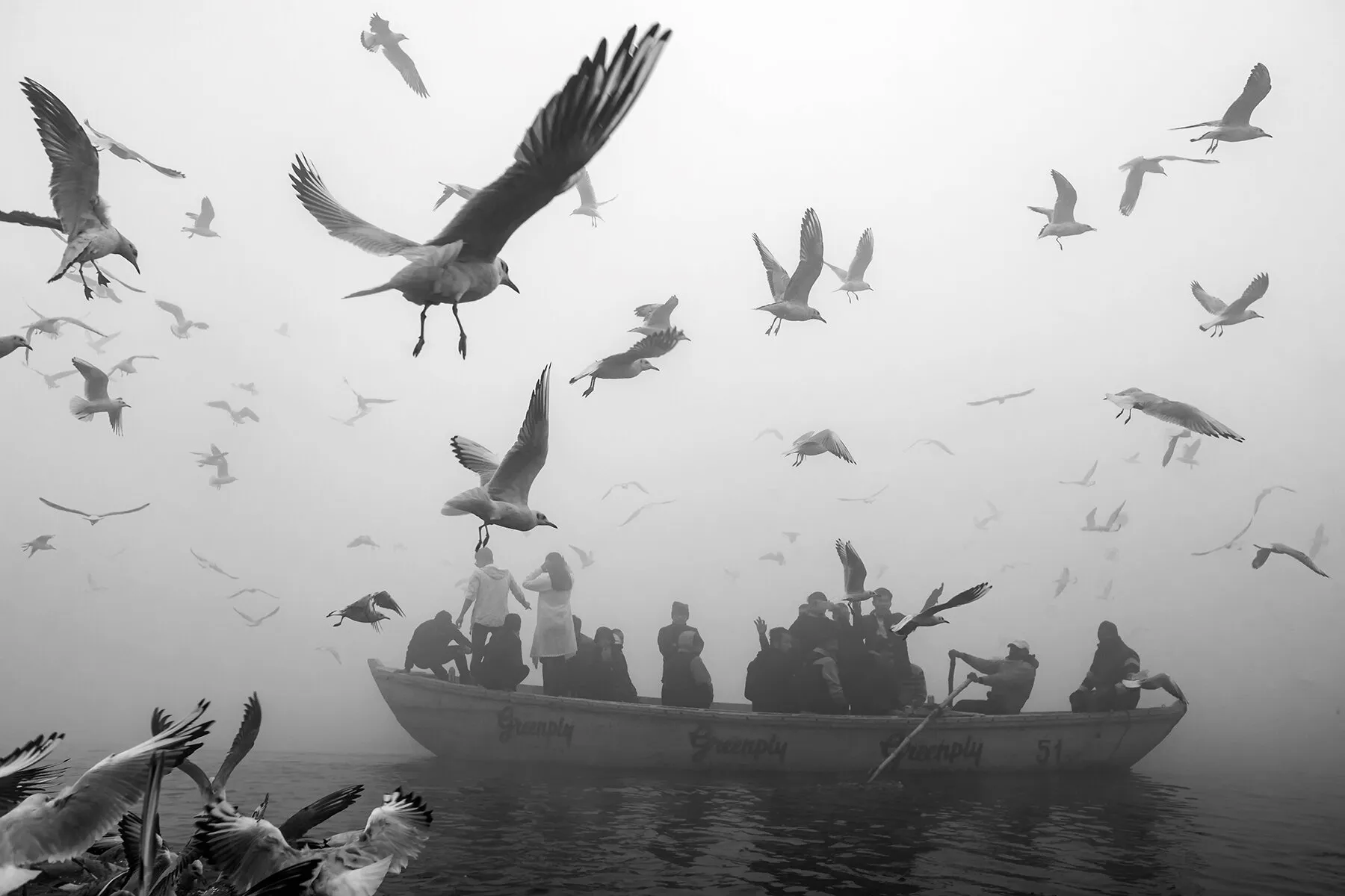 Birds world