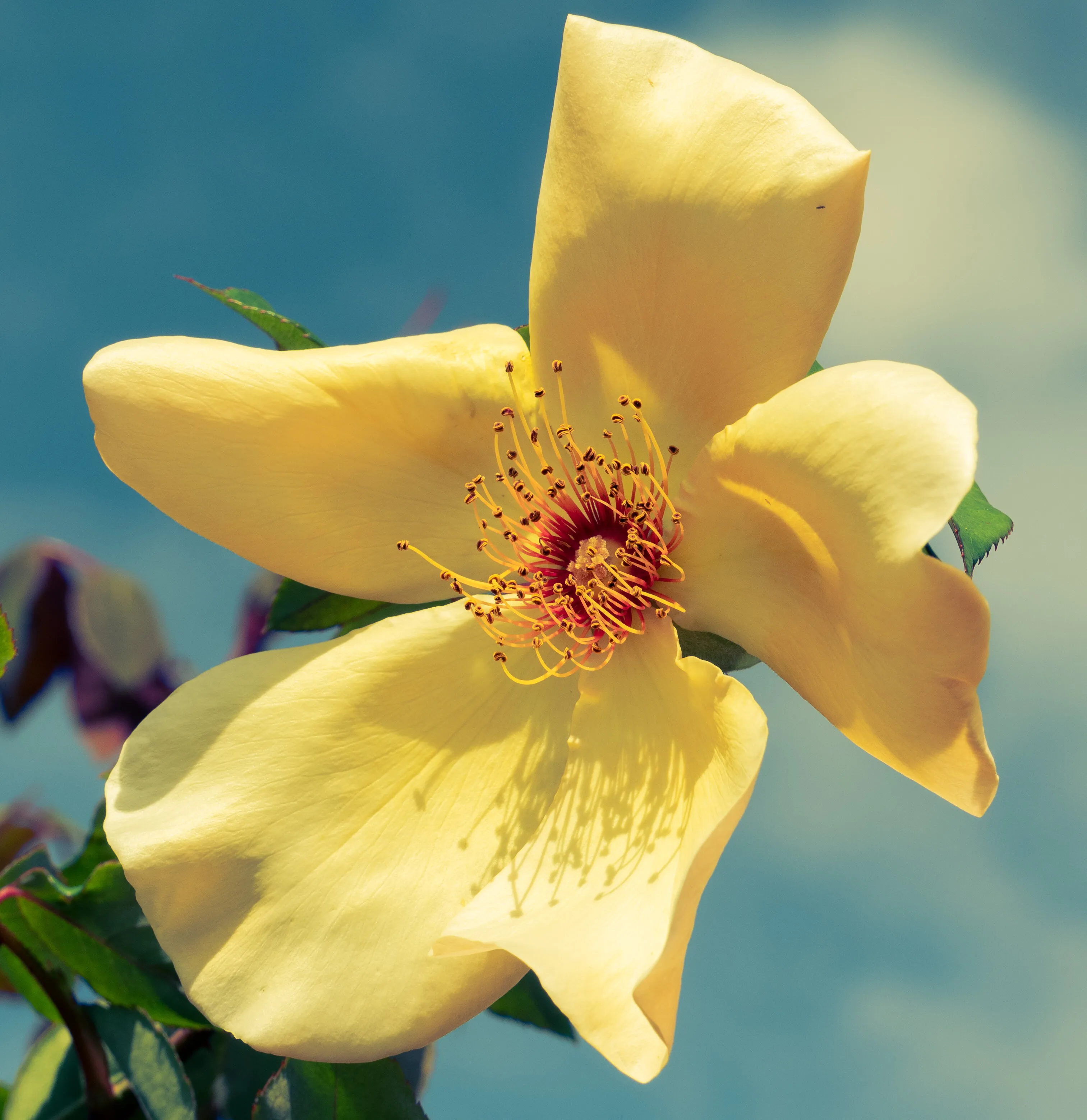 drive by shooting flower