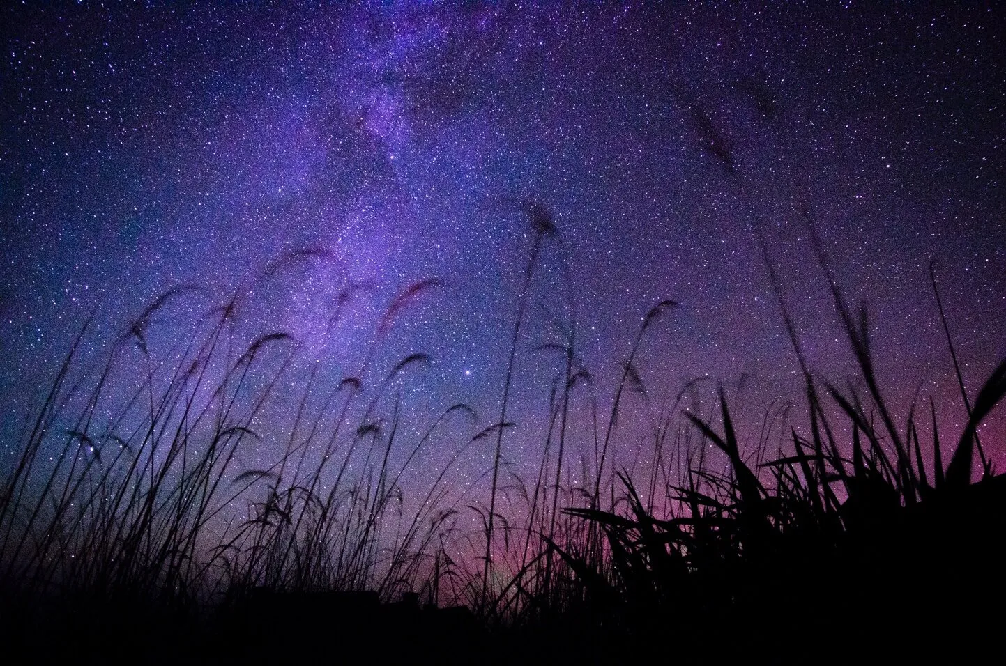 Through the looking grass